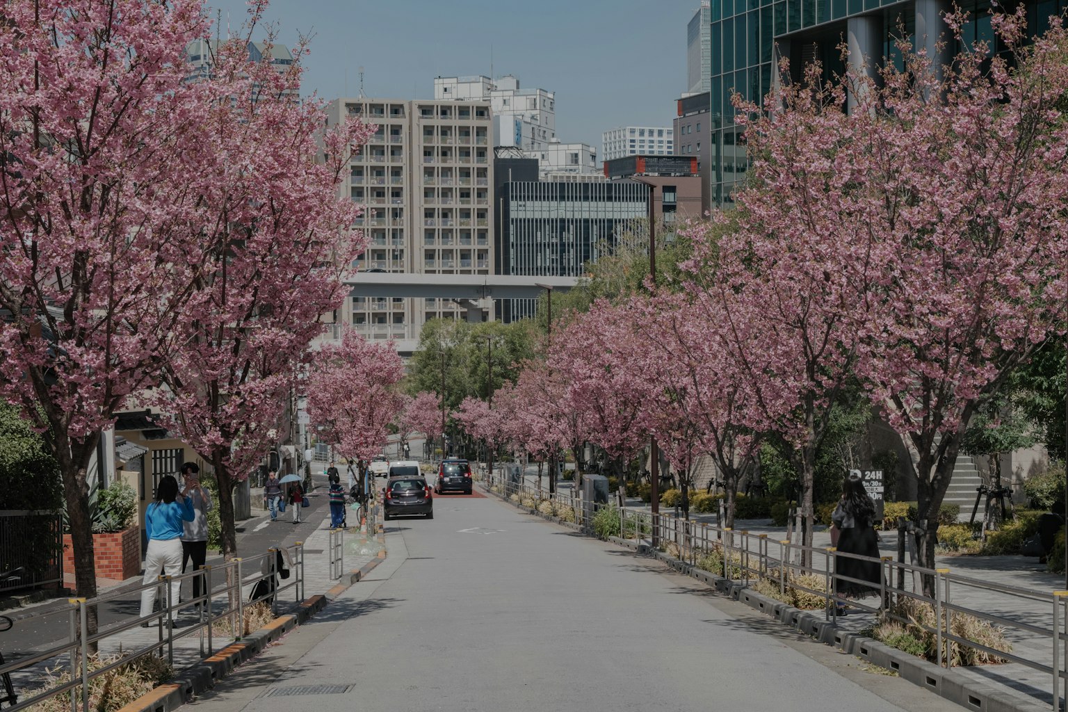 Jalan yang dipenuhi pohon sakura dan orang-orang yang berjalan