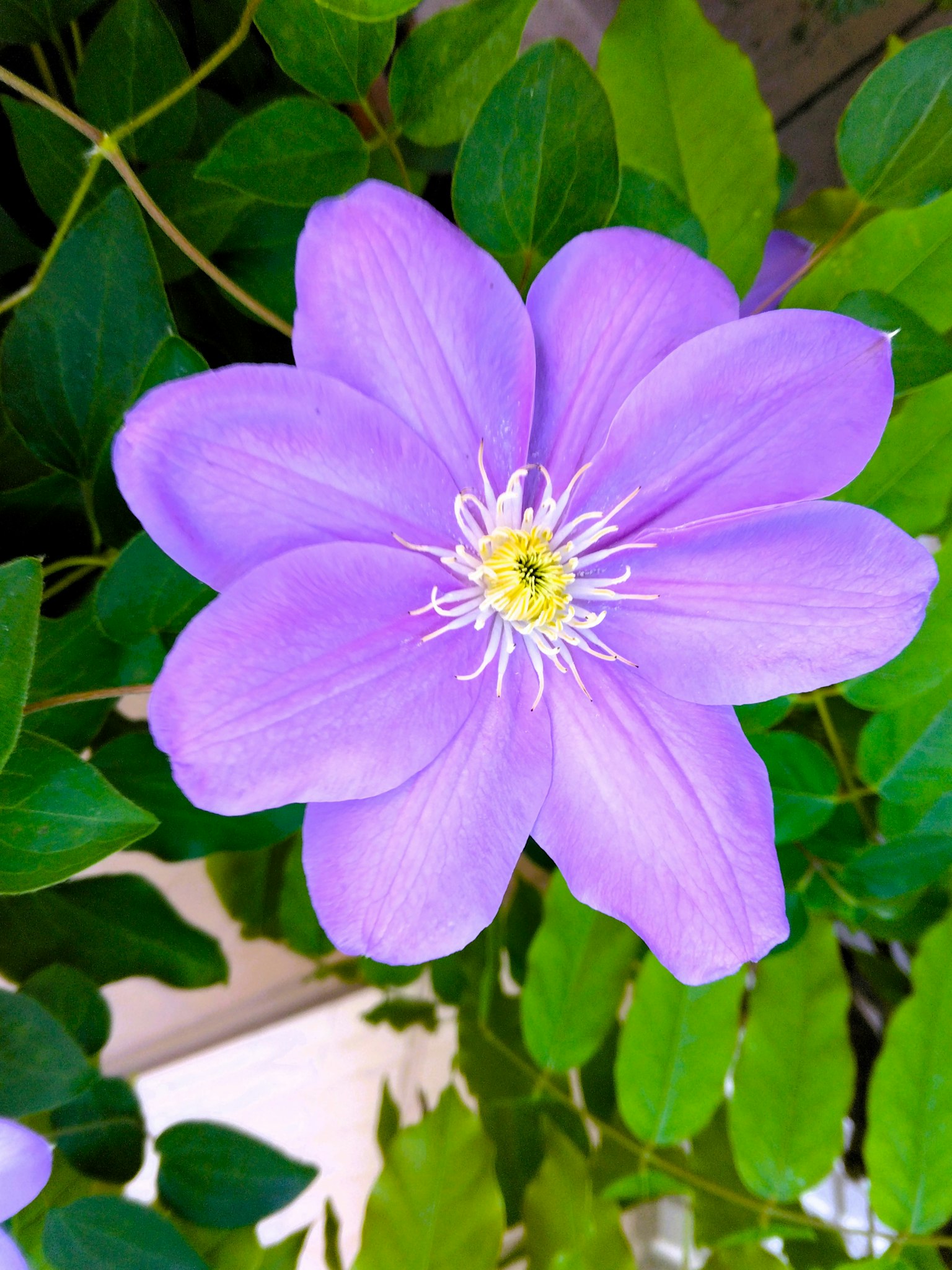 Eine lebendige lila Blume blüht zwischen grünen Blättern