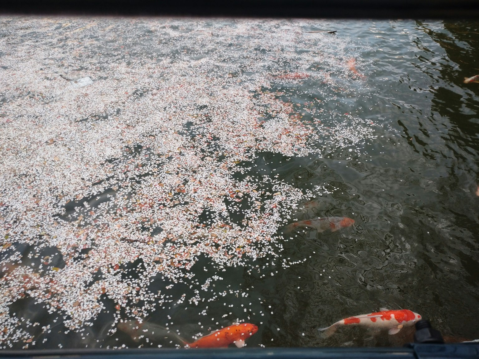 Ikan koi berenang di antara kelopak bunga sakura yang mengapung di permukaan air