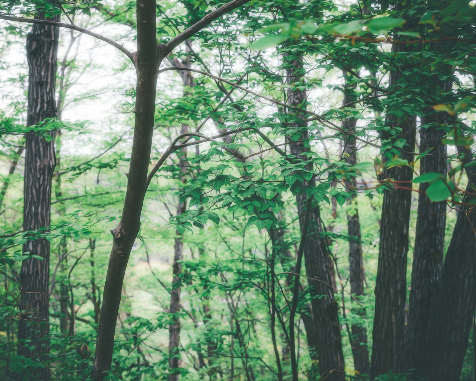 Lush forest scene dense trees with vibrant green leaves