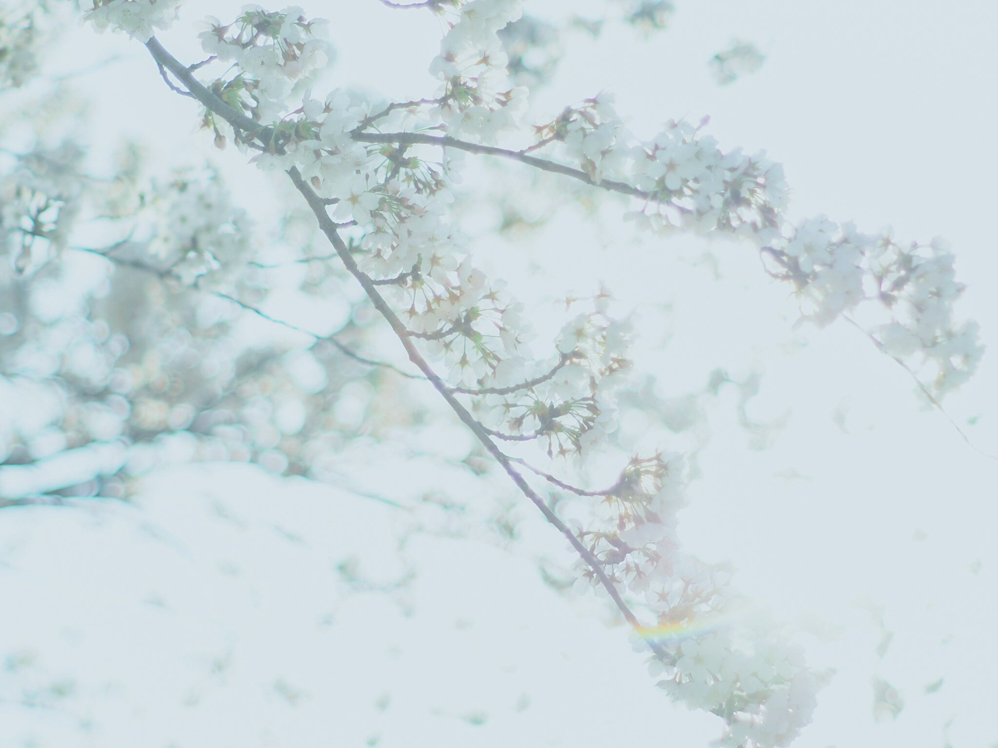白い花が枝に咲く春の霞む背景