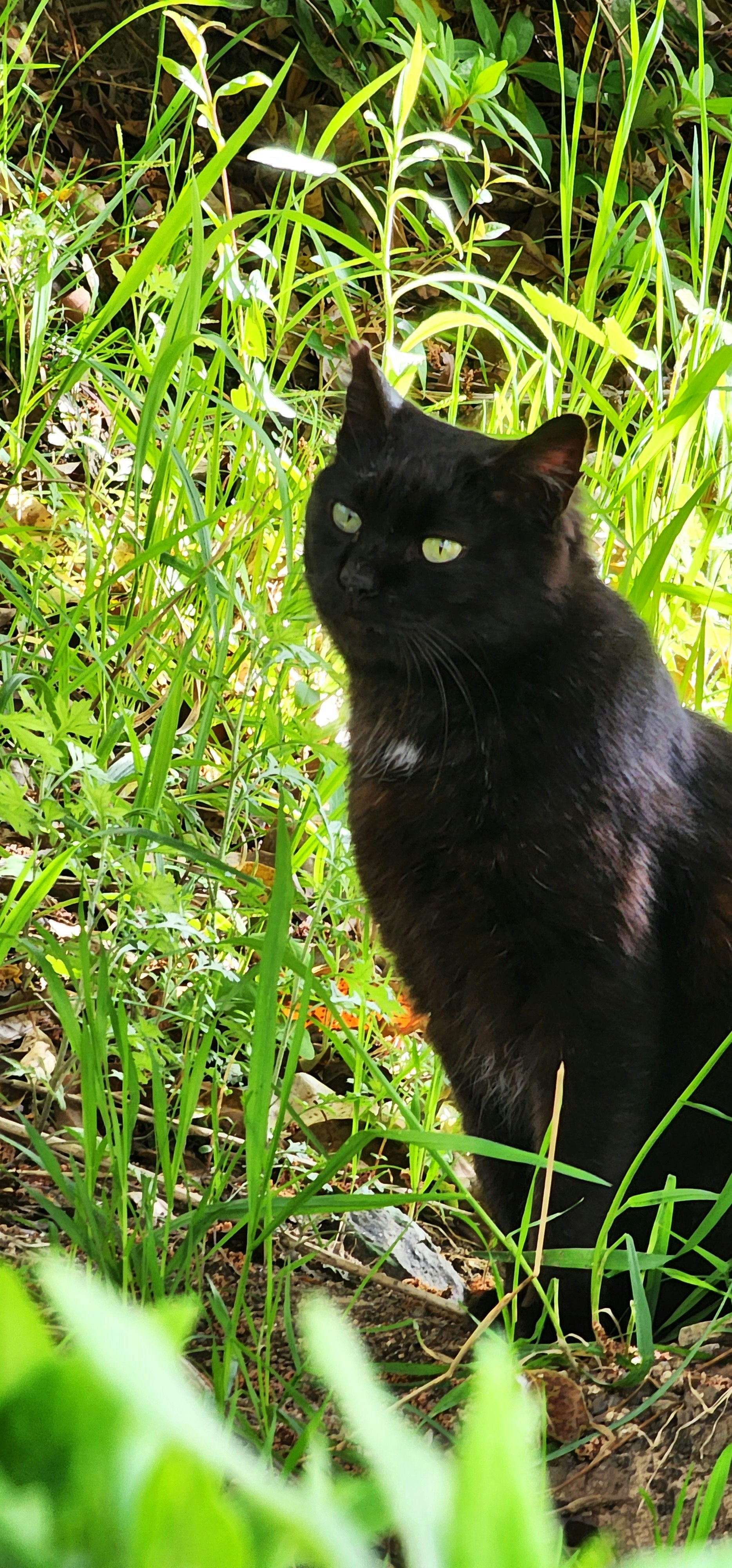 chat noir dans l’herbe haute