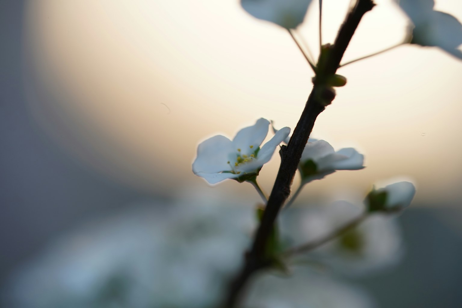 白花枝條的特寫，背景為模糊光線