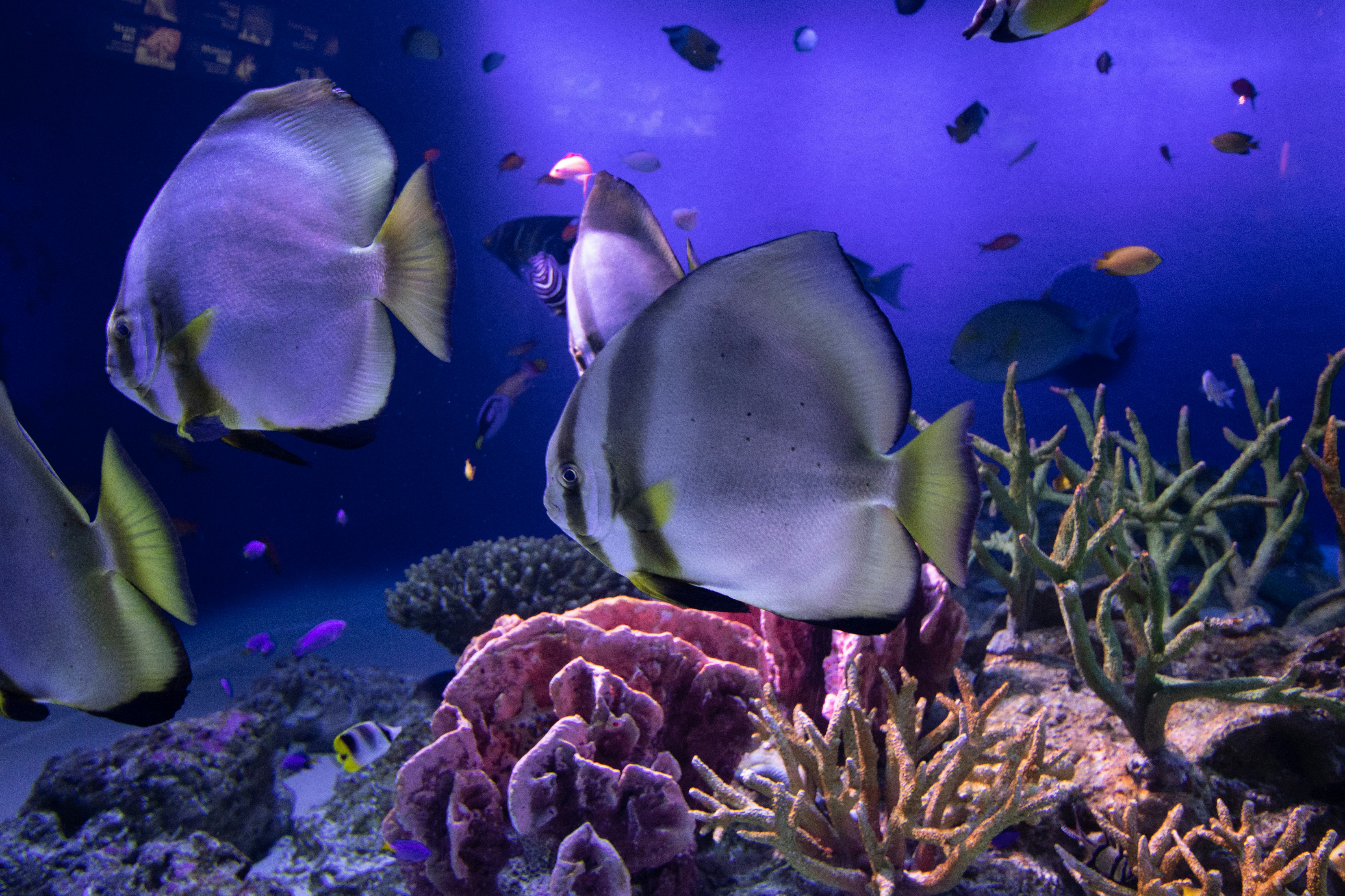 Scène sous-marine vibrante avec des poissons colorés nageant parmi les coraux