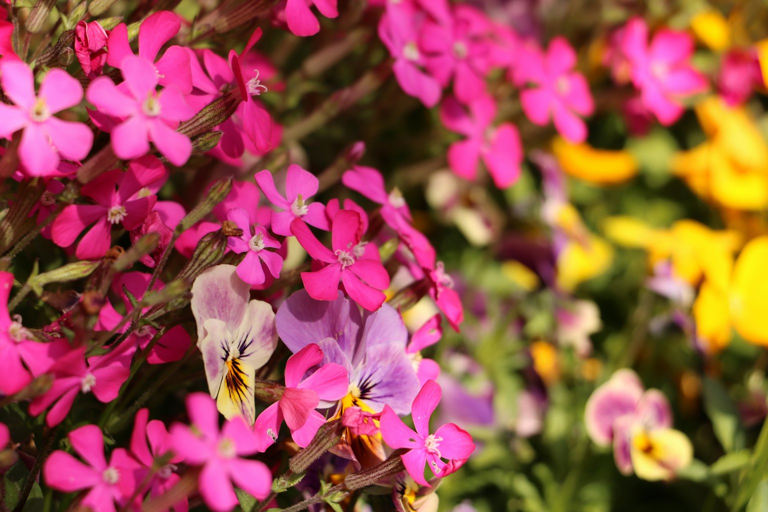 ดอกไม้สีชมพูสดใสข้างดอกไม้สีเหลืองในสวน