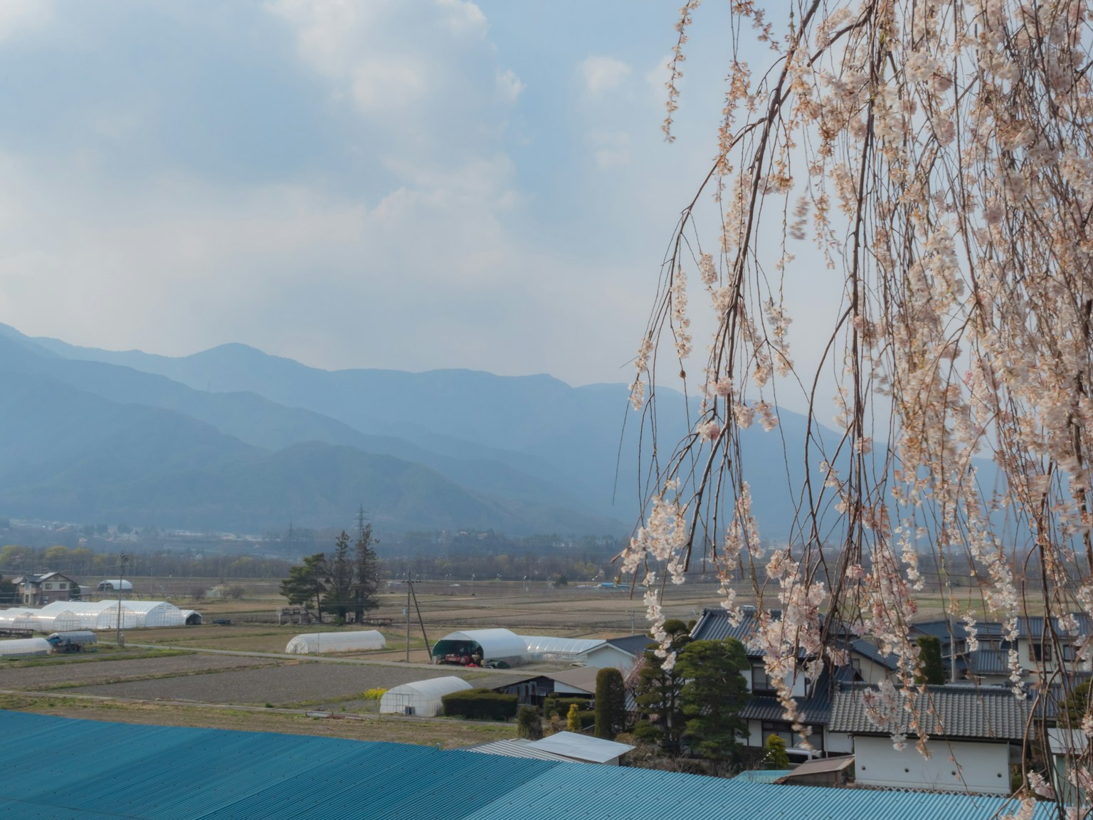 樱花与山脉背景的美丽景色