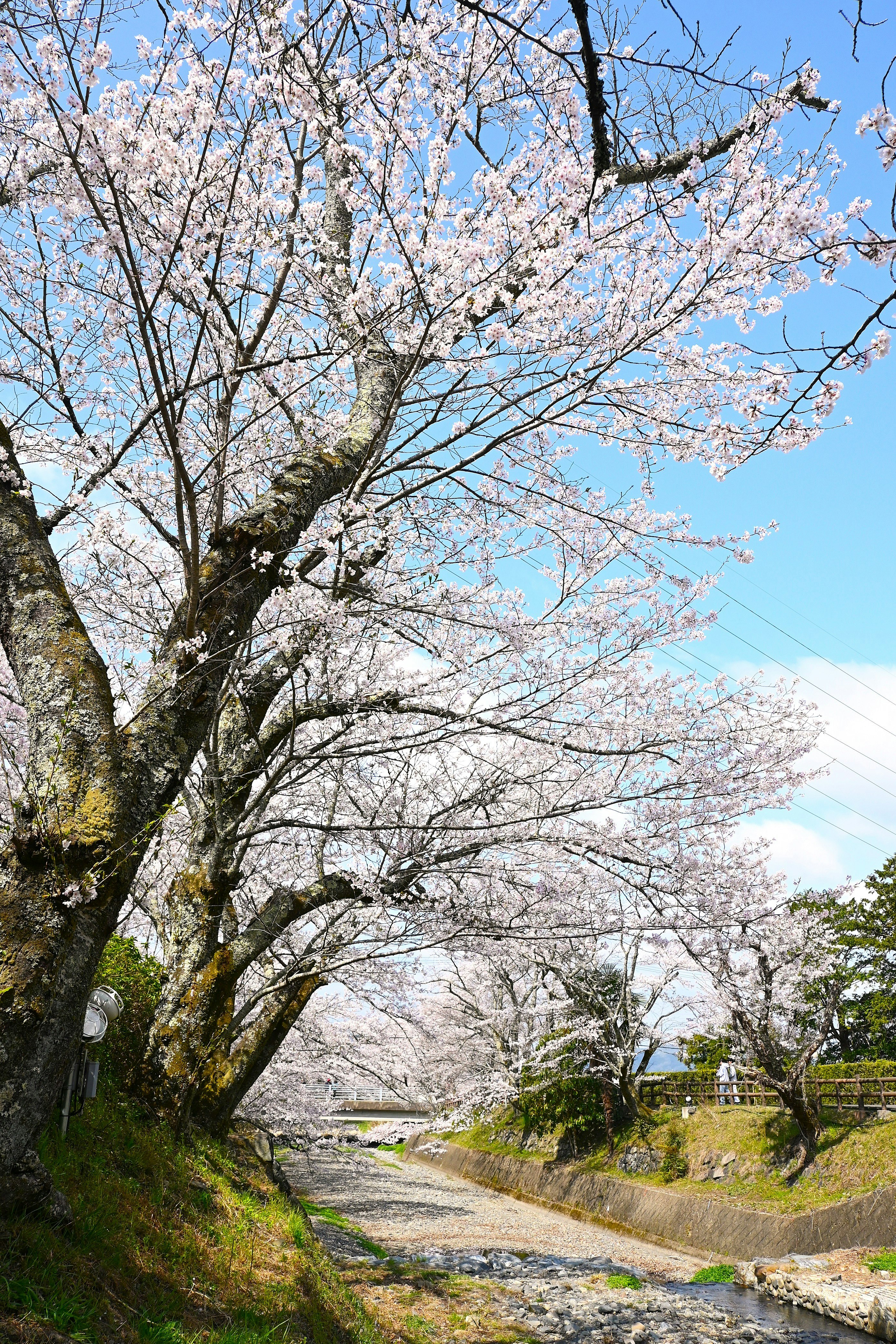 七谷川沿いの桜並木
