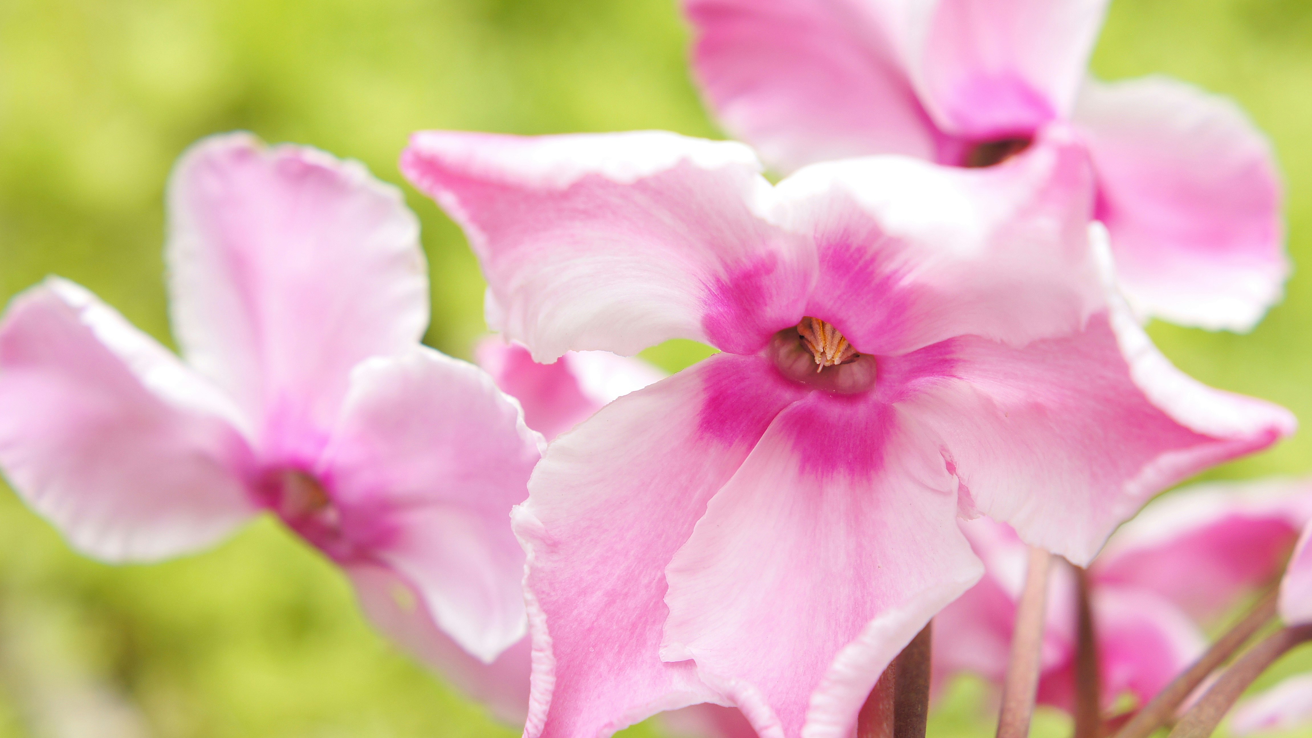 ピンクのシクラメンの花のクローズアップ