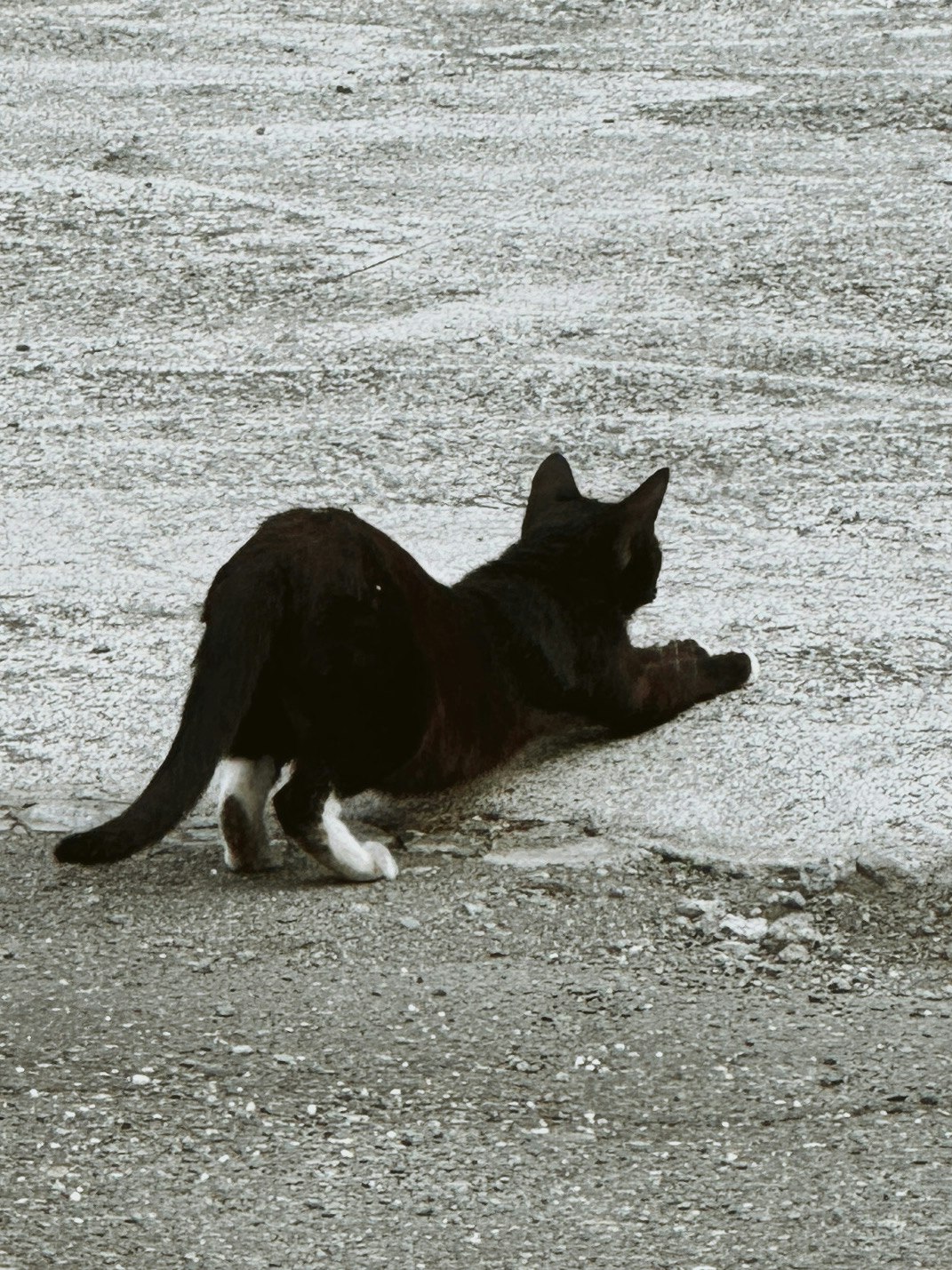 砂浜で横たわる黒い犬