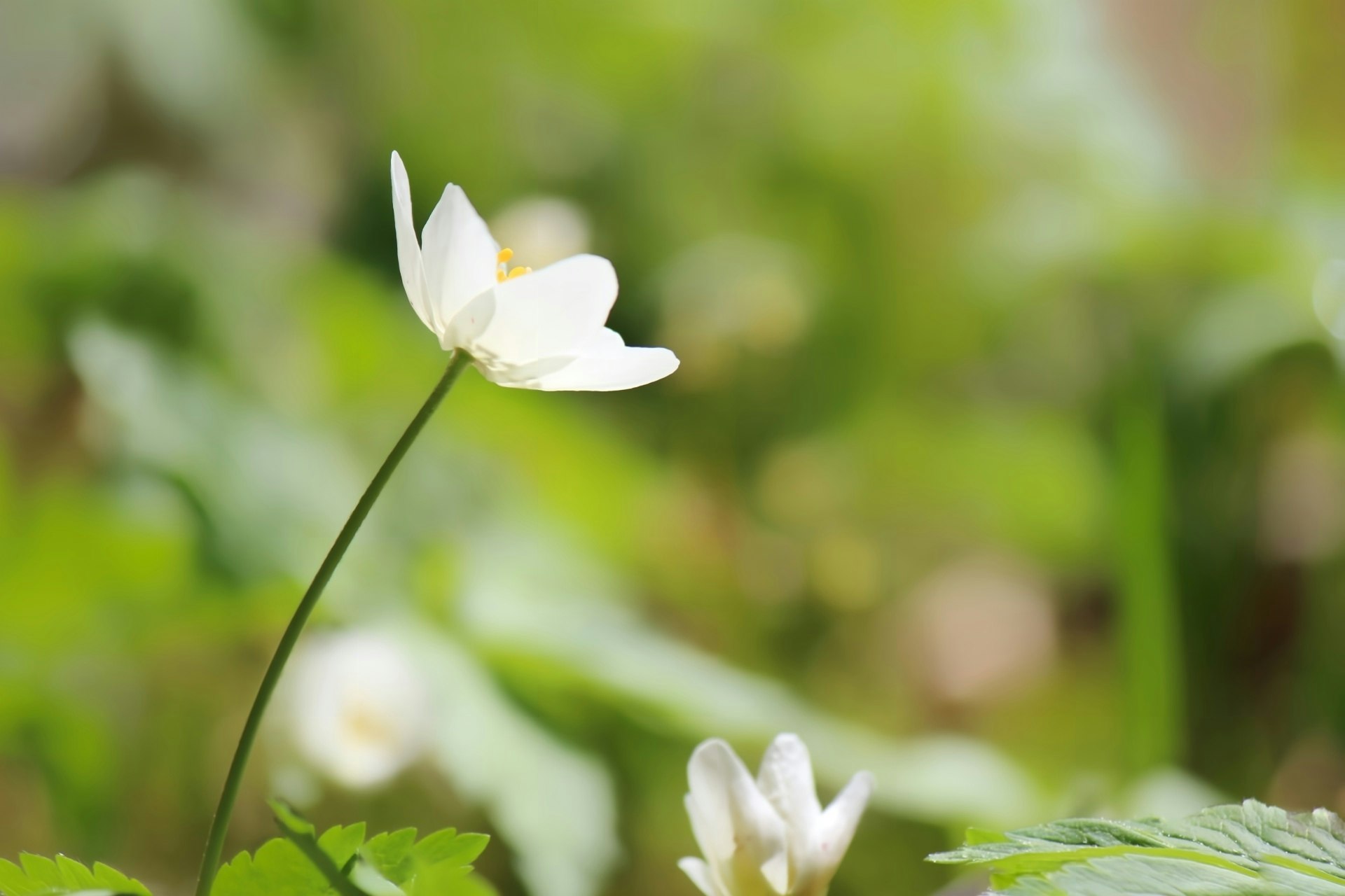 北欧の春の森で咲く二輪草の白い花