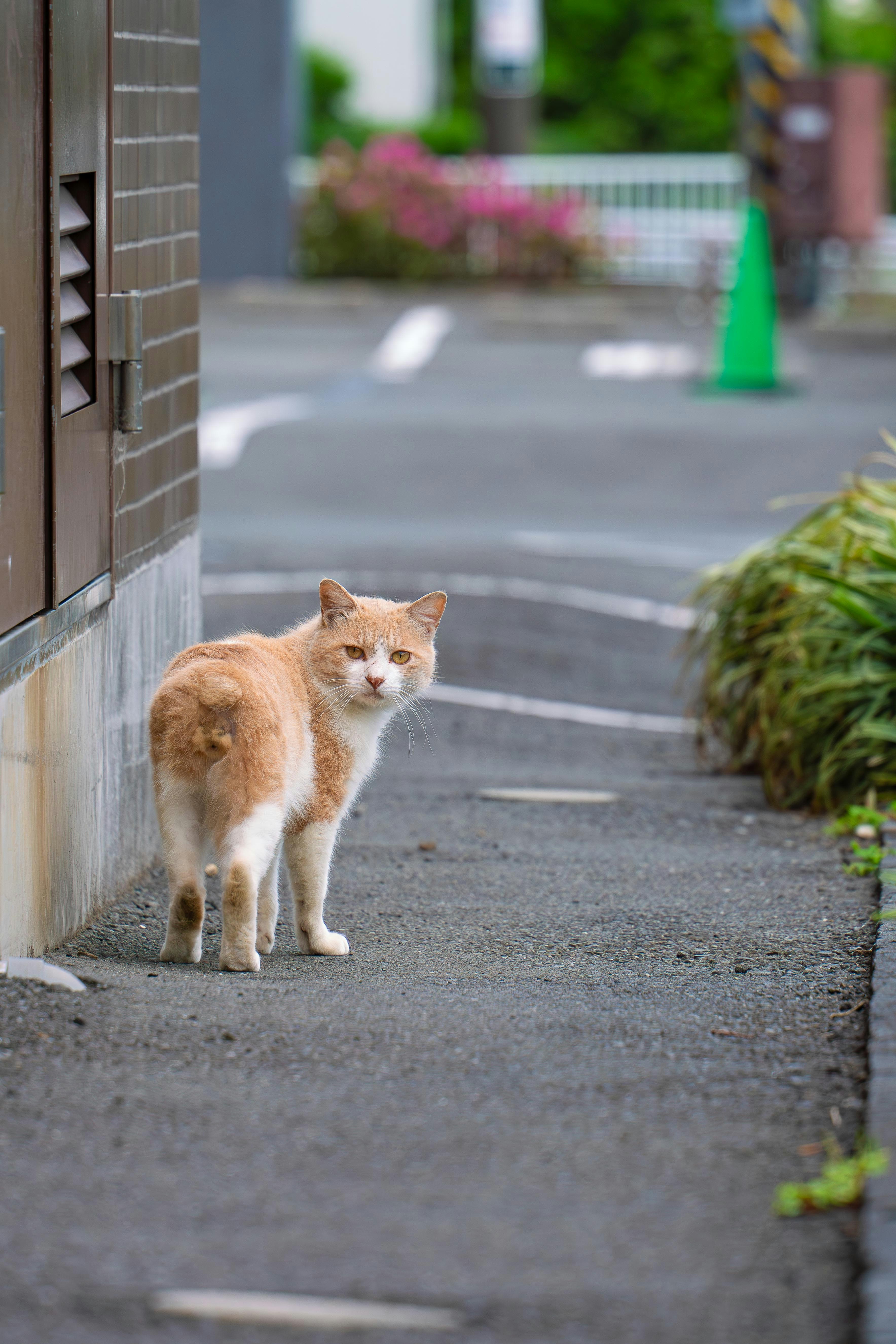 路地の壁際にいる茶トラ猫の哀愁あるスナップ