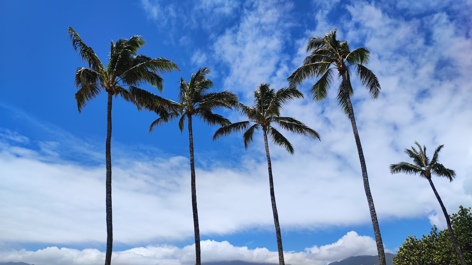 Tall palm trees lined against a bright blue sky
