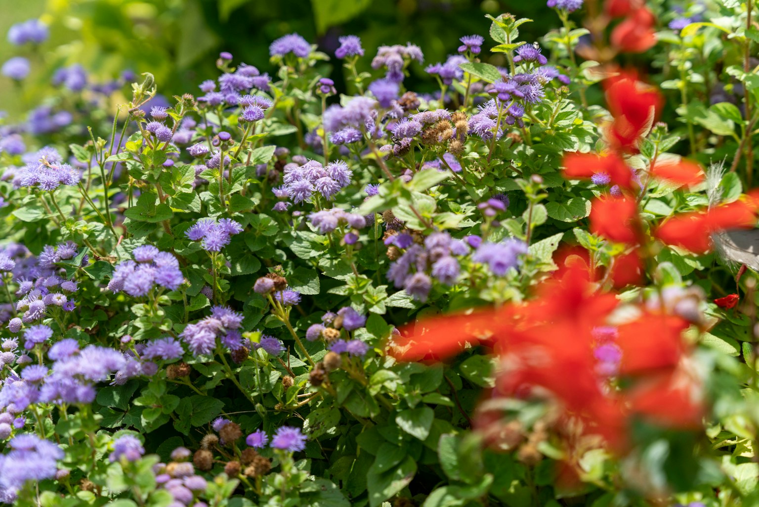 Una escena de jardín vibrante con flores moradas y rojas