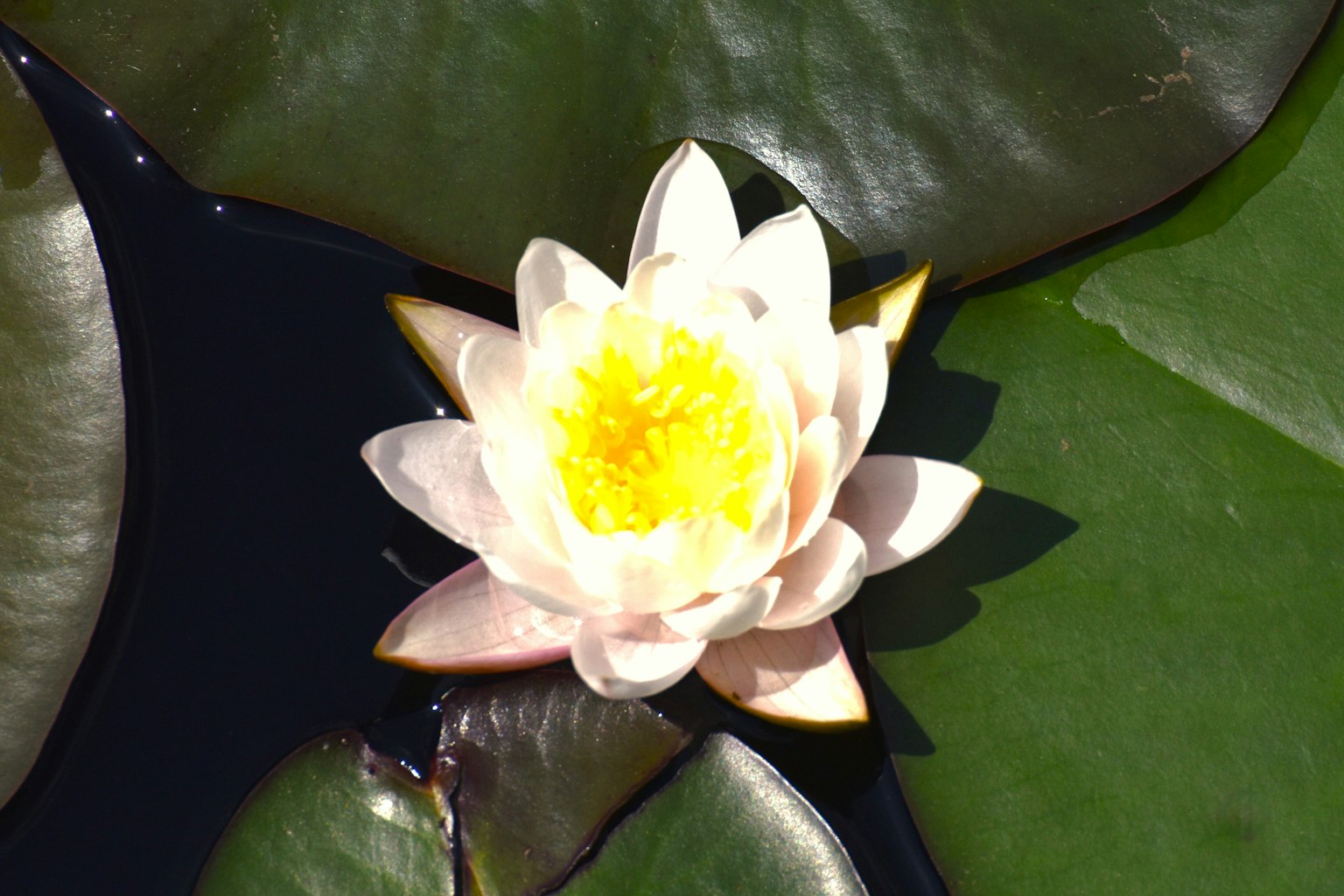 A beautiful white water lily surrounded by green leaves
