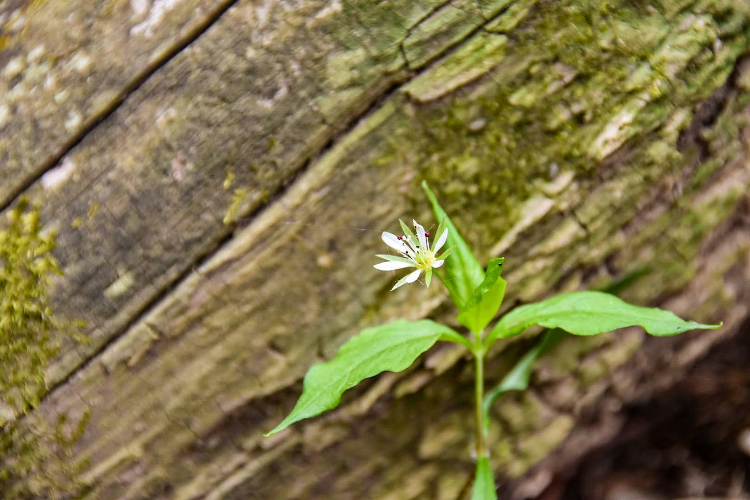 Piccola fiore bianco e foglie verdi che crescono accanto a un tronco in decomposizione