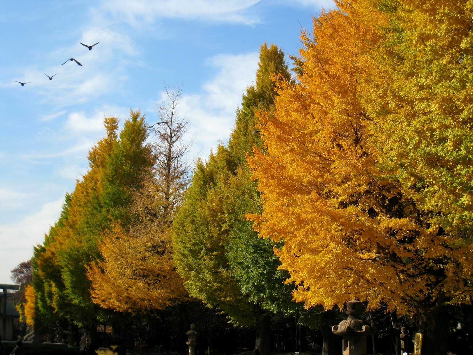 Arbres d'automne bordant un chemin avec ciel bleu et oiseaux volants