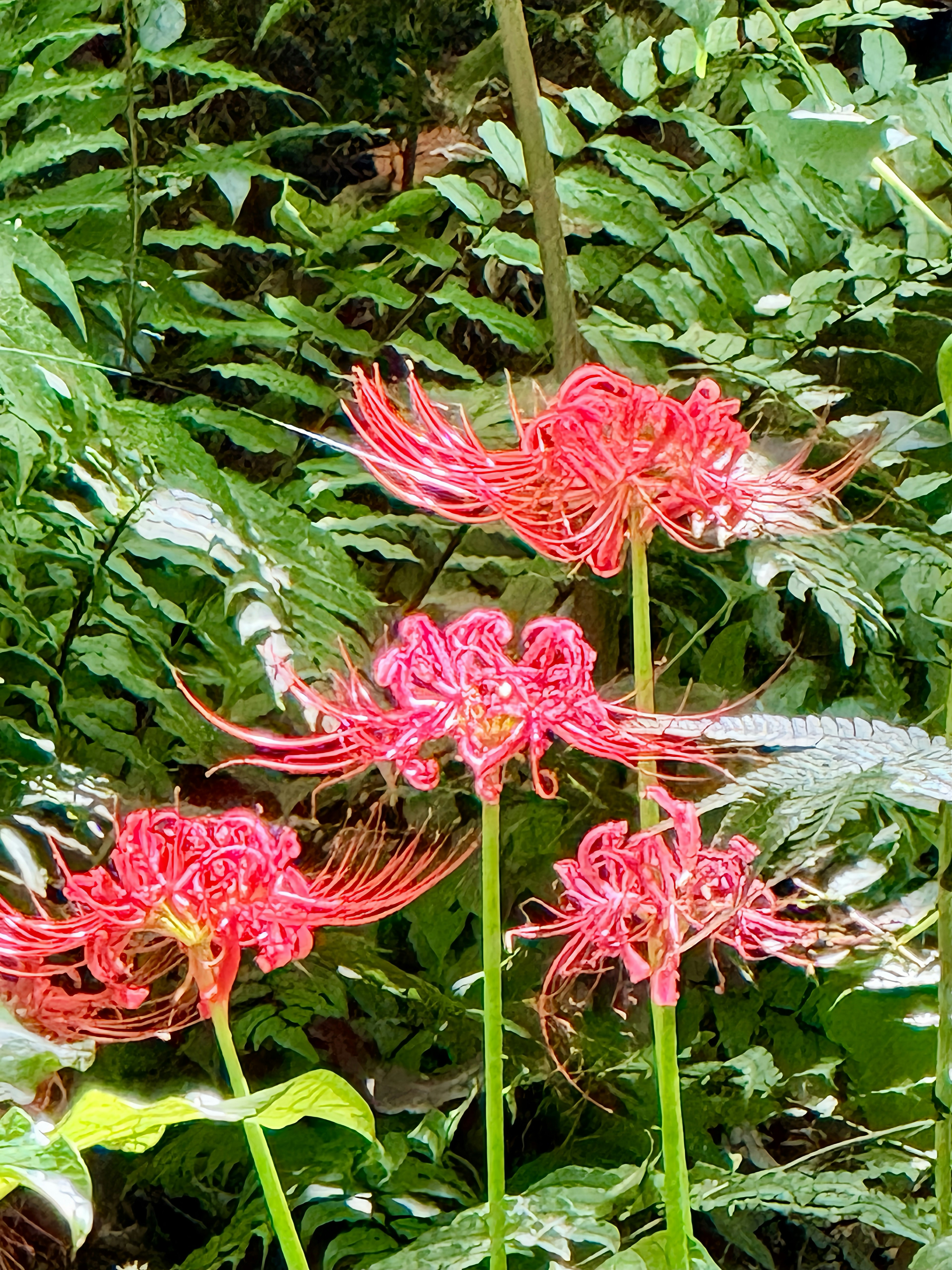 緑の葉の中で咲く赤い彼岸花の花