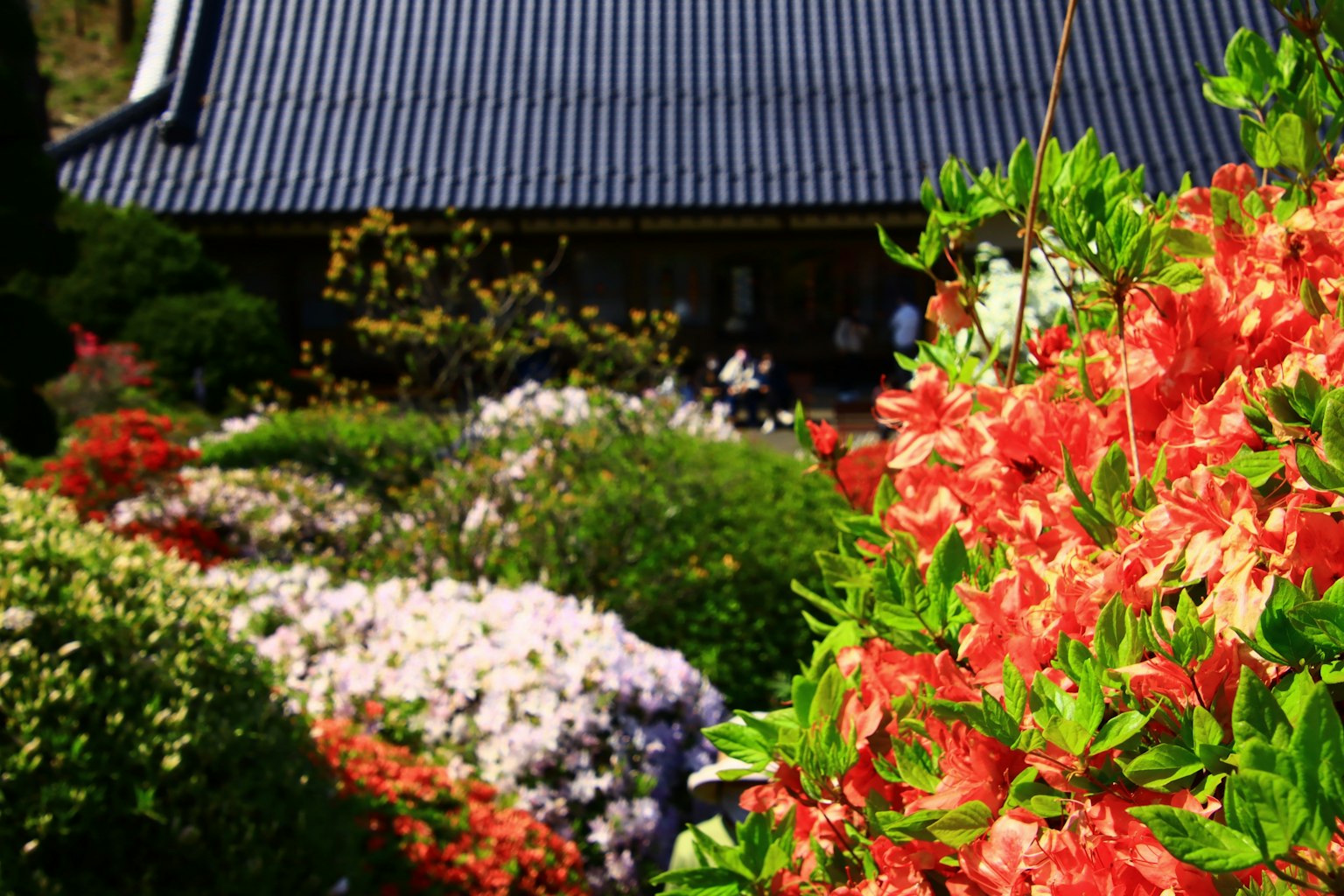 Un jardín vibrante lleno de flores coloridas con un techo tradicional al fondo
