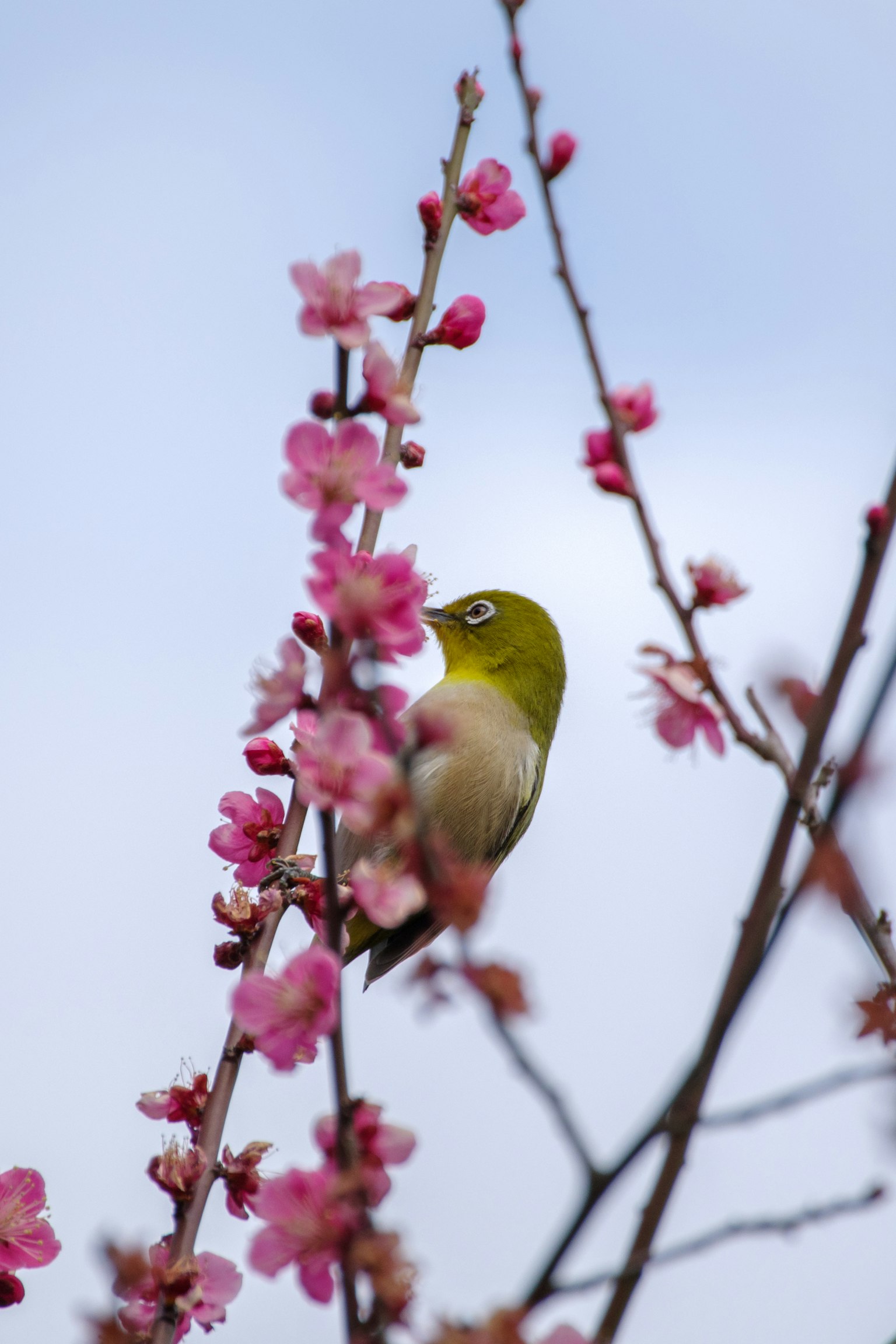 Ein grüner Vogel pickt Kirschblüten vor einem blauen Himmel