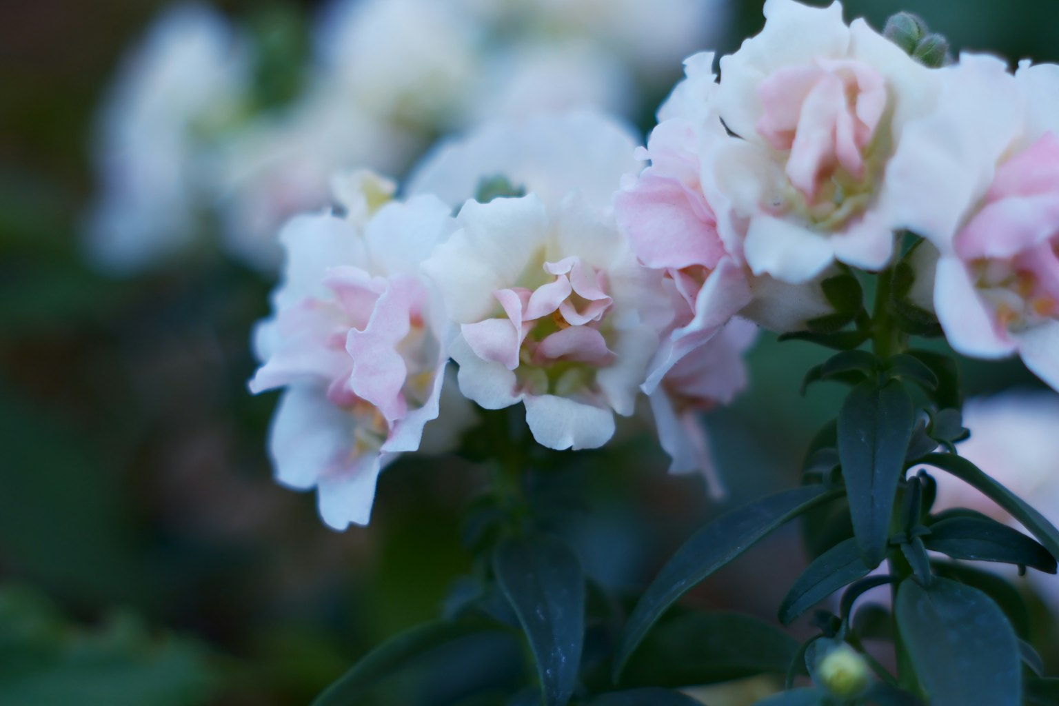 Nahaufnahme von Blumen mit sanften rosa und weißen Blütenblättern