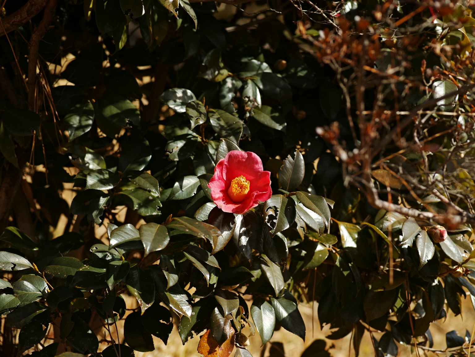 Imagen de una flor roja rodeada de hojas verdes