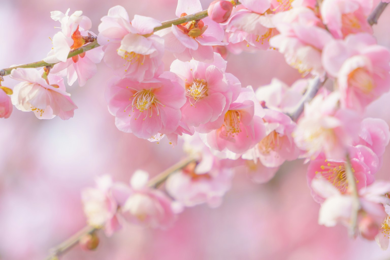 Close-up of a branch with blooming pink flowers