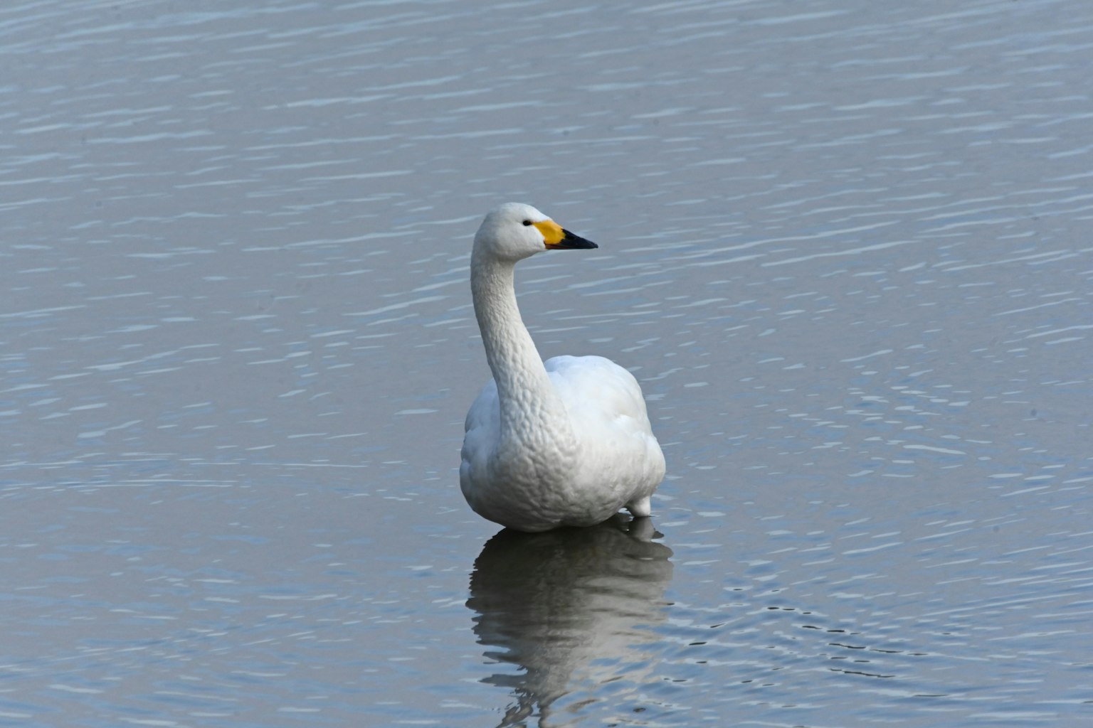Un oiseau blanc se tenant dans l'eau