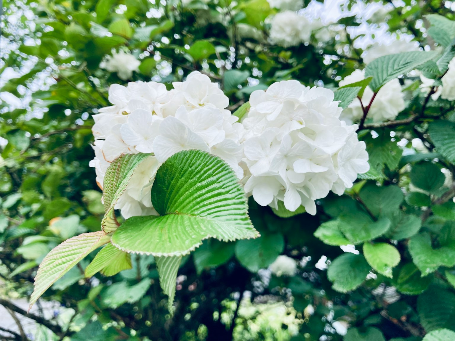 Fleurs d'hortensia blanches avec des feuilles vertes vibrantes