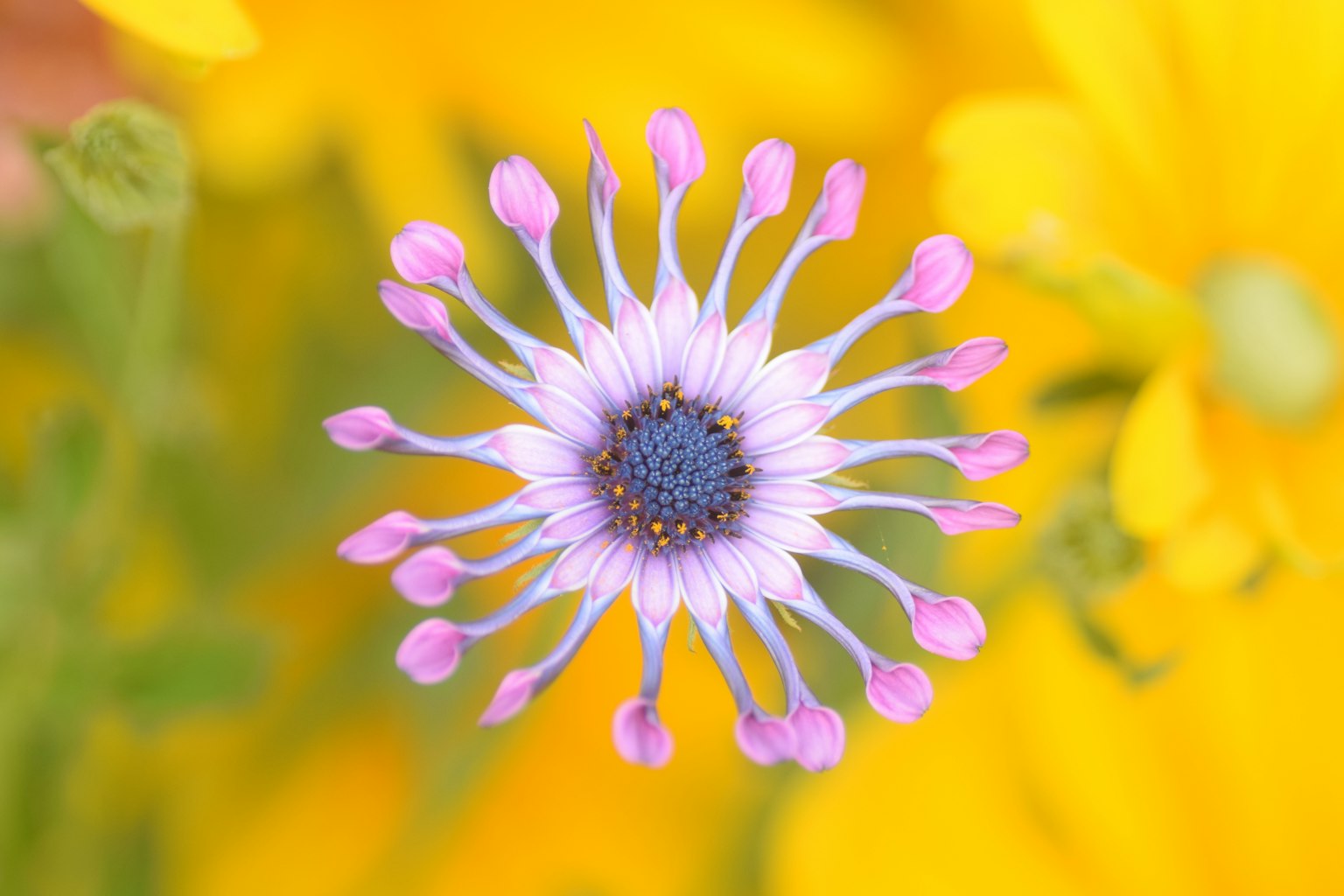 Un bellissimo fiore viola con uno sfondo giallo