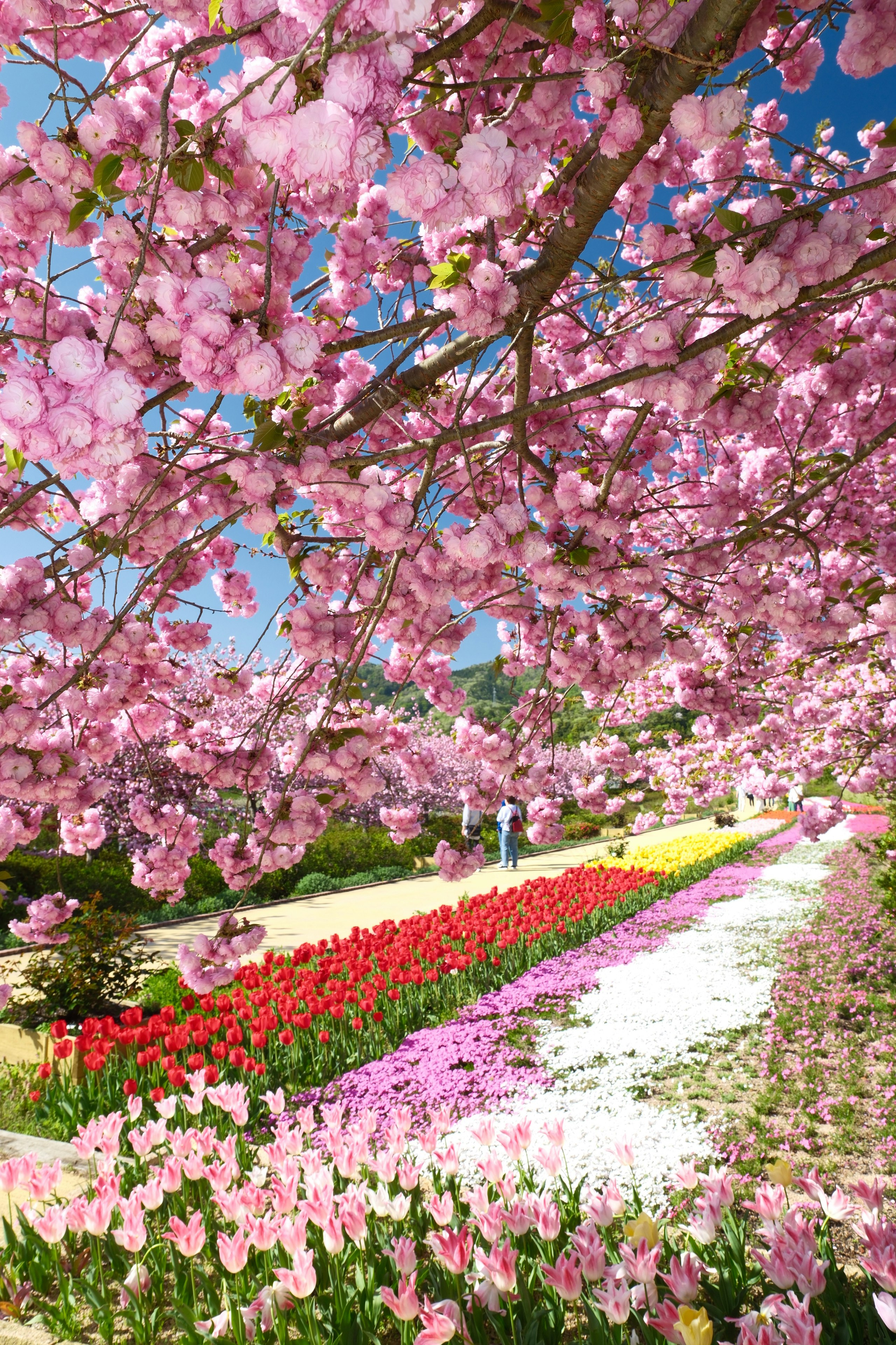 京丹後市の八重桜とチューリップが咲く花郷okadaの花壇