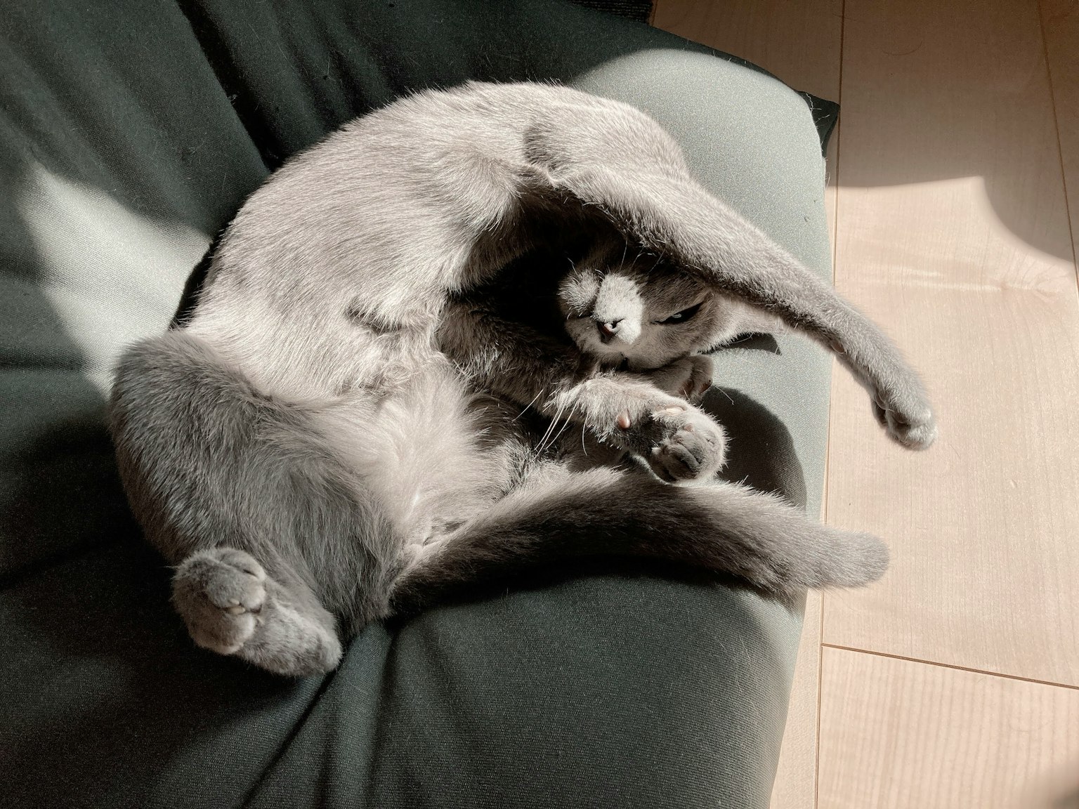 Deux chats enroulés ensemble sur une chaise