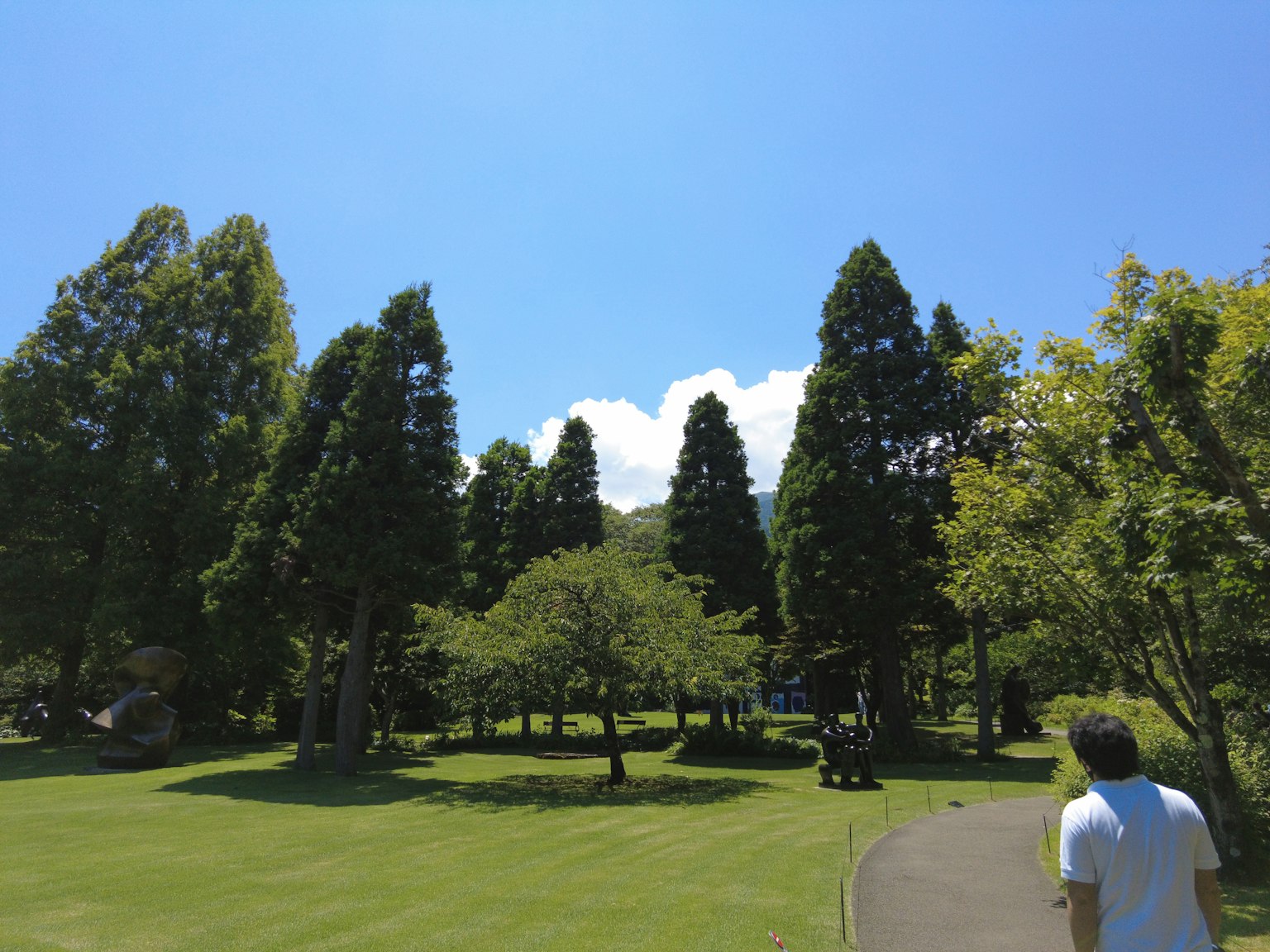 Alberi verdi rigogliosi e erba sotto un cielo blu chiaro