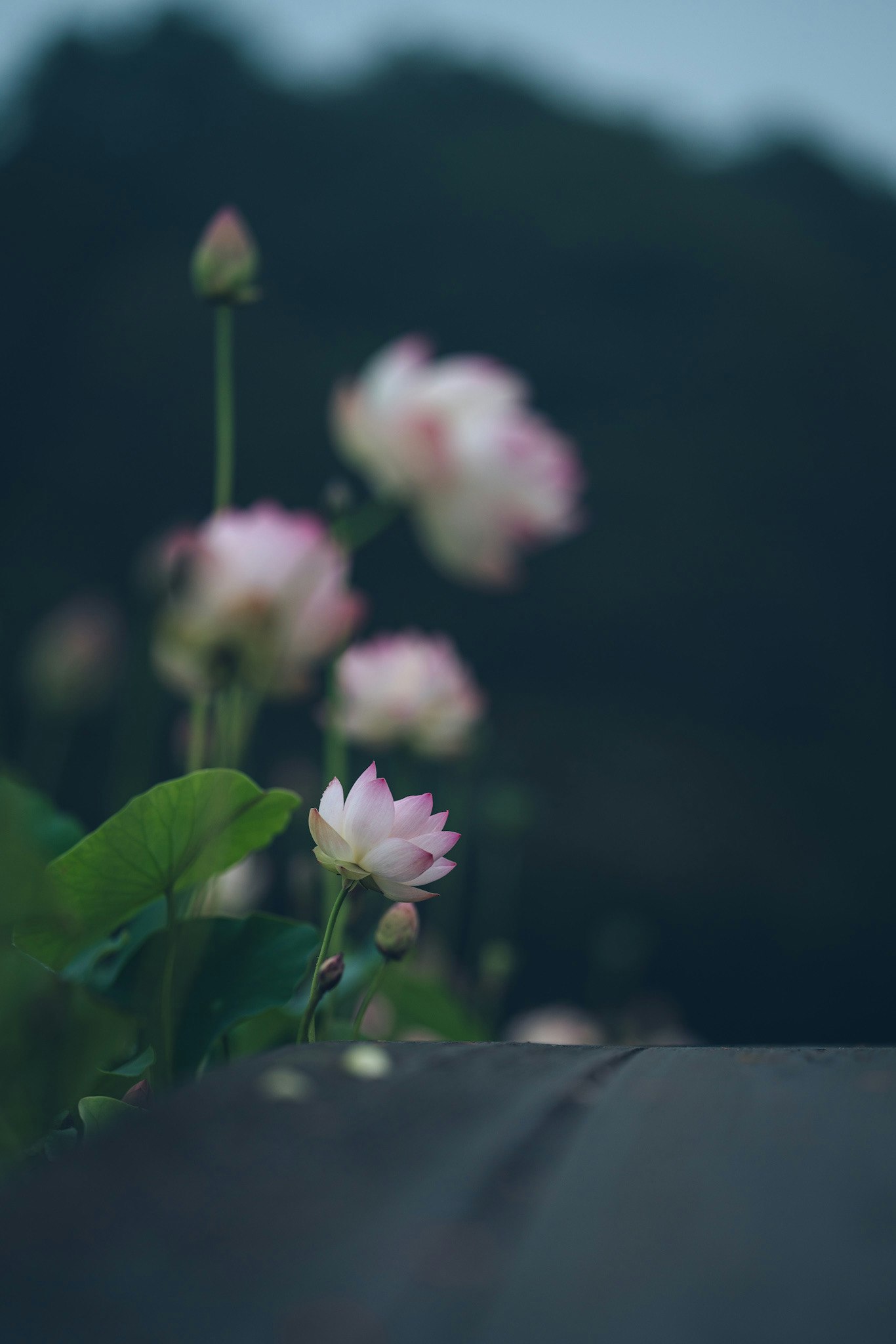 蓮の花が咲く夜明け前の静かな水辺