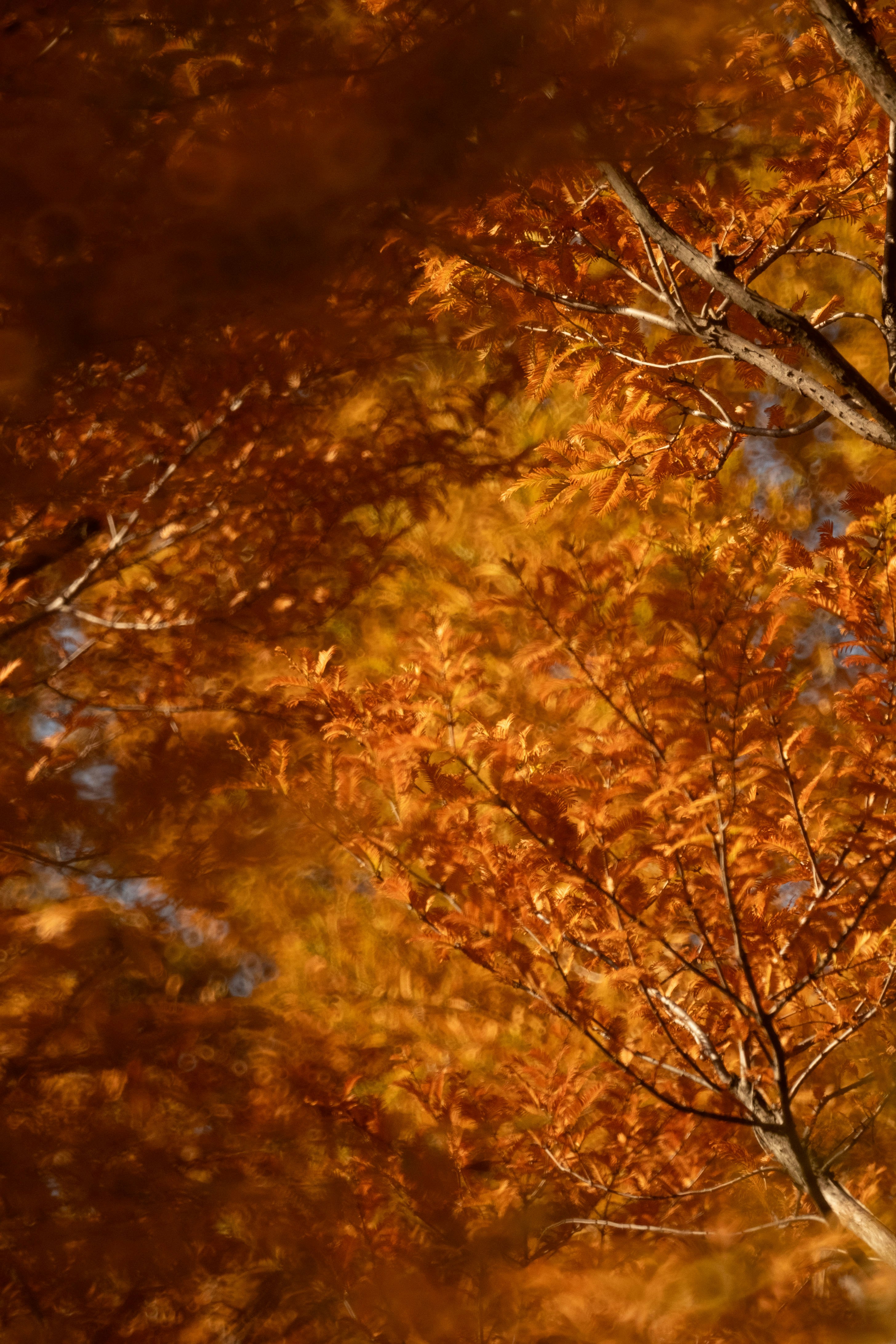 Autumn scene of Metasequoia trees with red maple-like foliage and branches