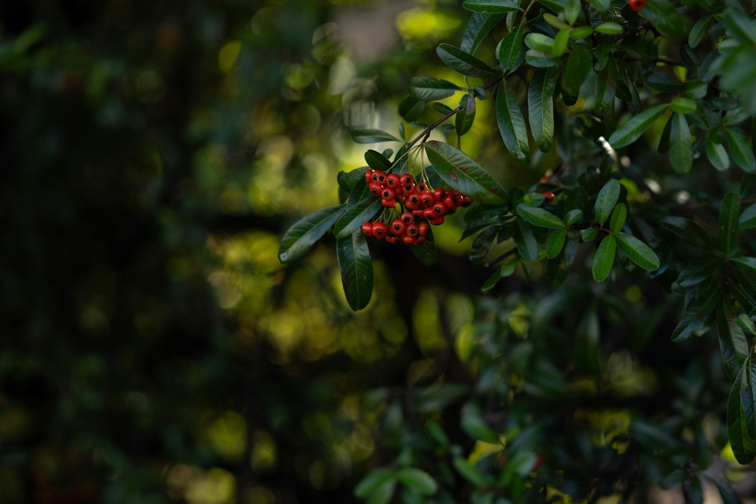 緑の葉の間に赤い実が見える植物のクローズアップ