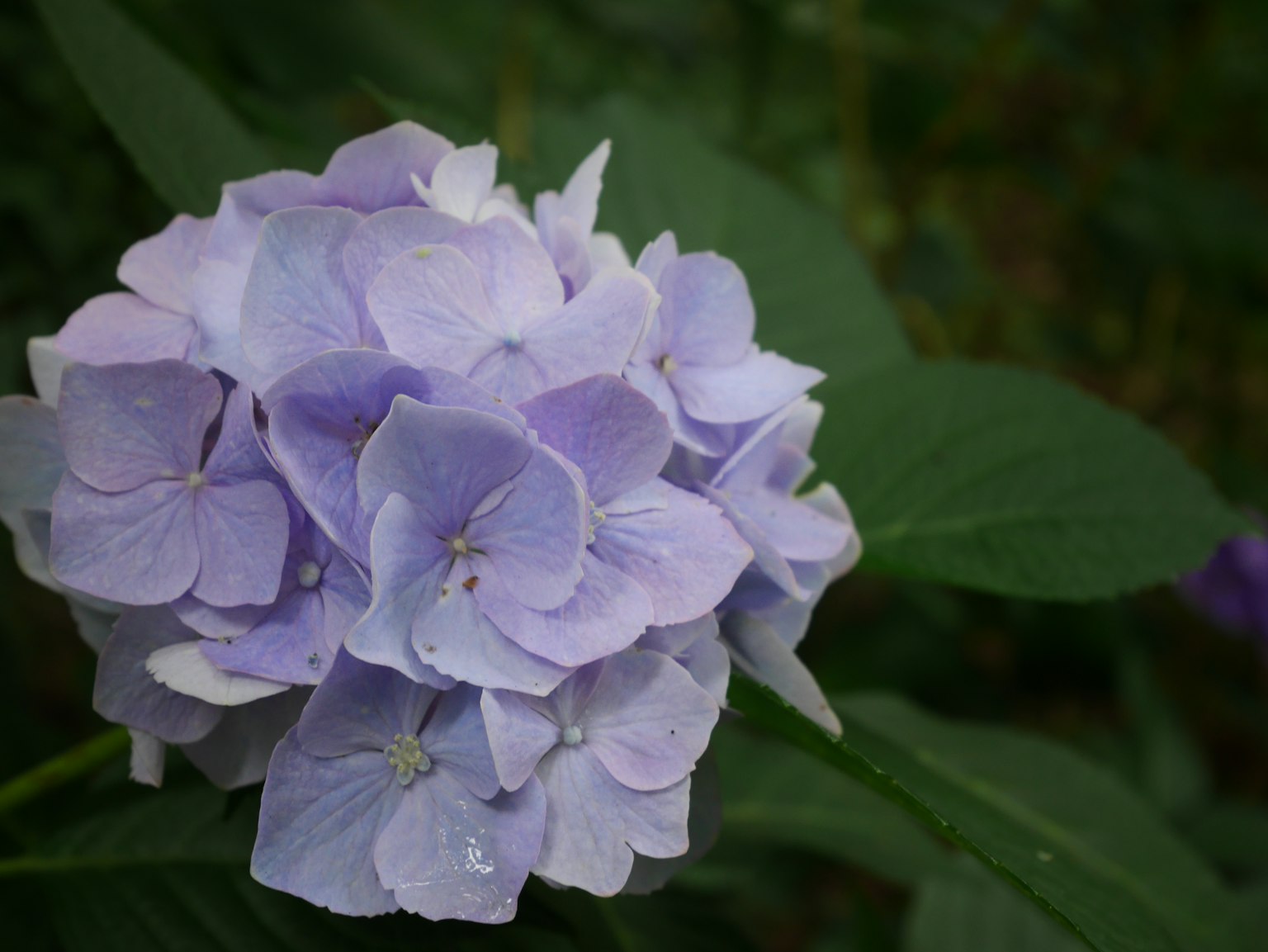 Primo piano di fiori di ortensia viola chiaro su sfondo di foglie verdi