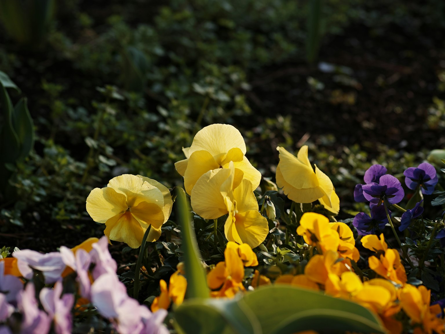 Une scène de jardin vibrant avec des fleurs colorées, y compris des fleurs jaunes et violettes proéminentes