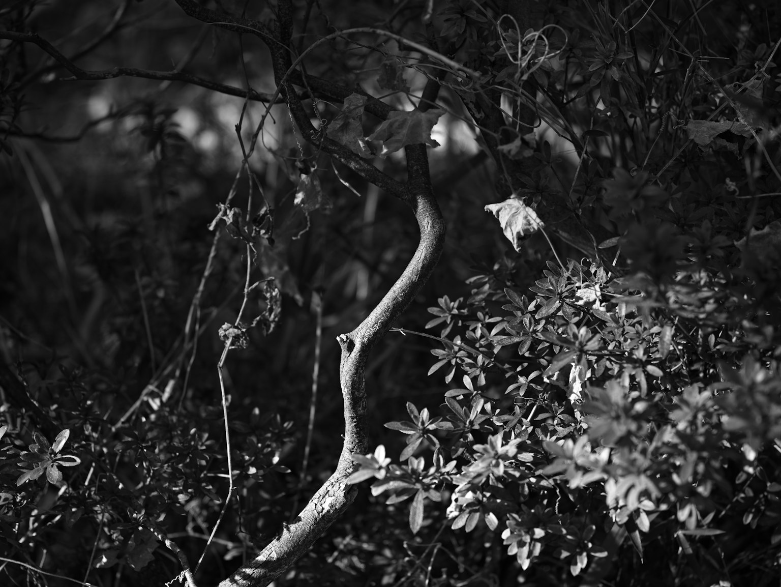 Black and white natural scene featuring intertwined branches and green foliage