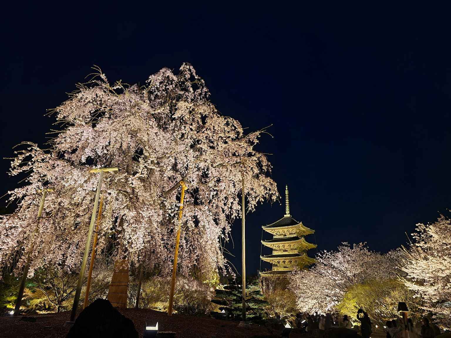 夜晚的五层宝塔和盛开的樱花树