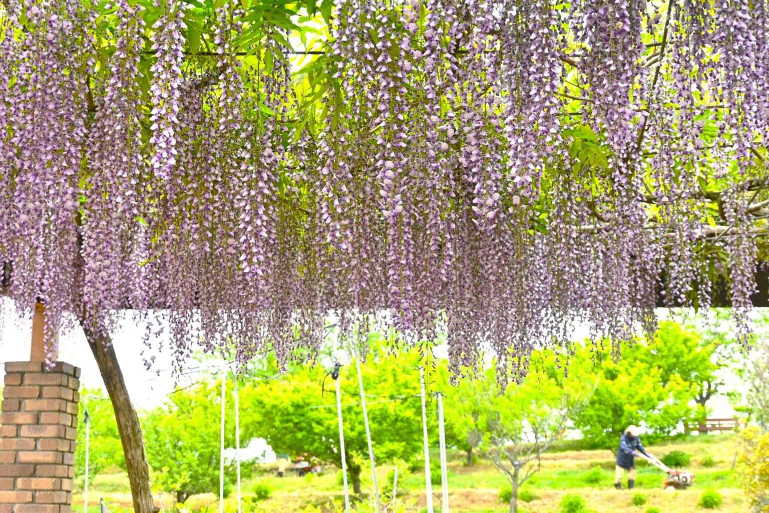 Aussicht auf hängende lila Wisteria-Blüten mit grünen Bäumen und einer Person, die im Hintergrund arbeitet