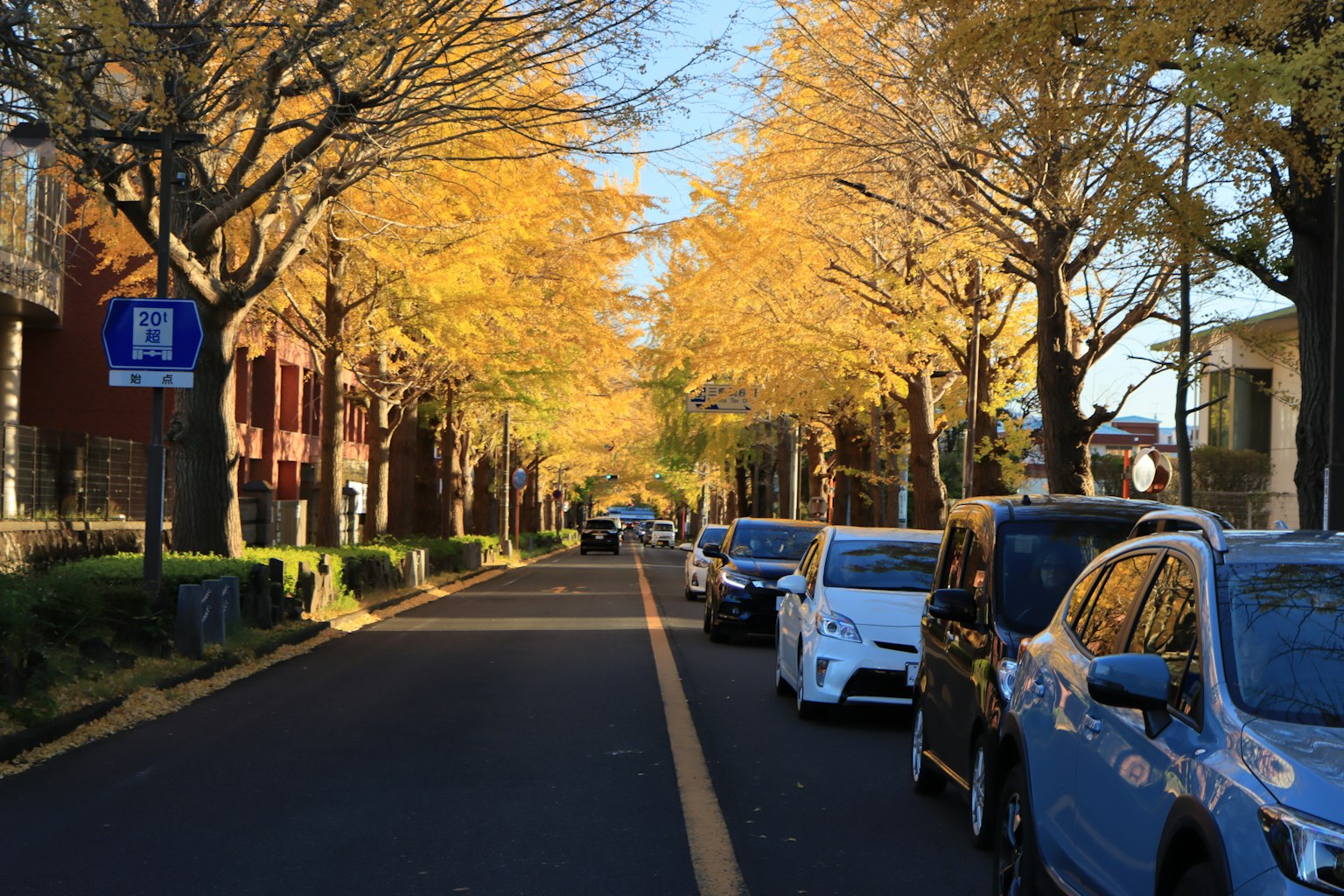 Strada fiancheggiata da foglie gialle d'autunno e auto parcheggiate