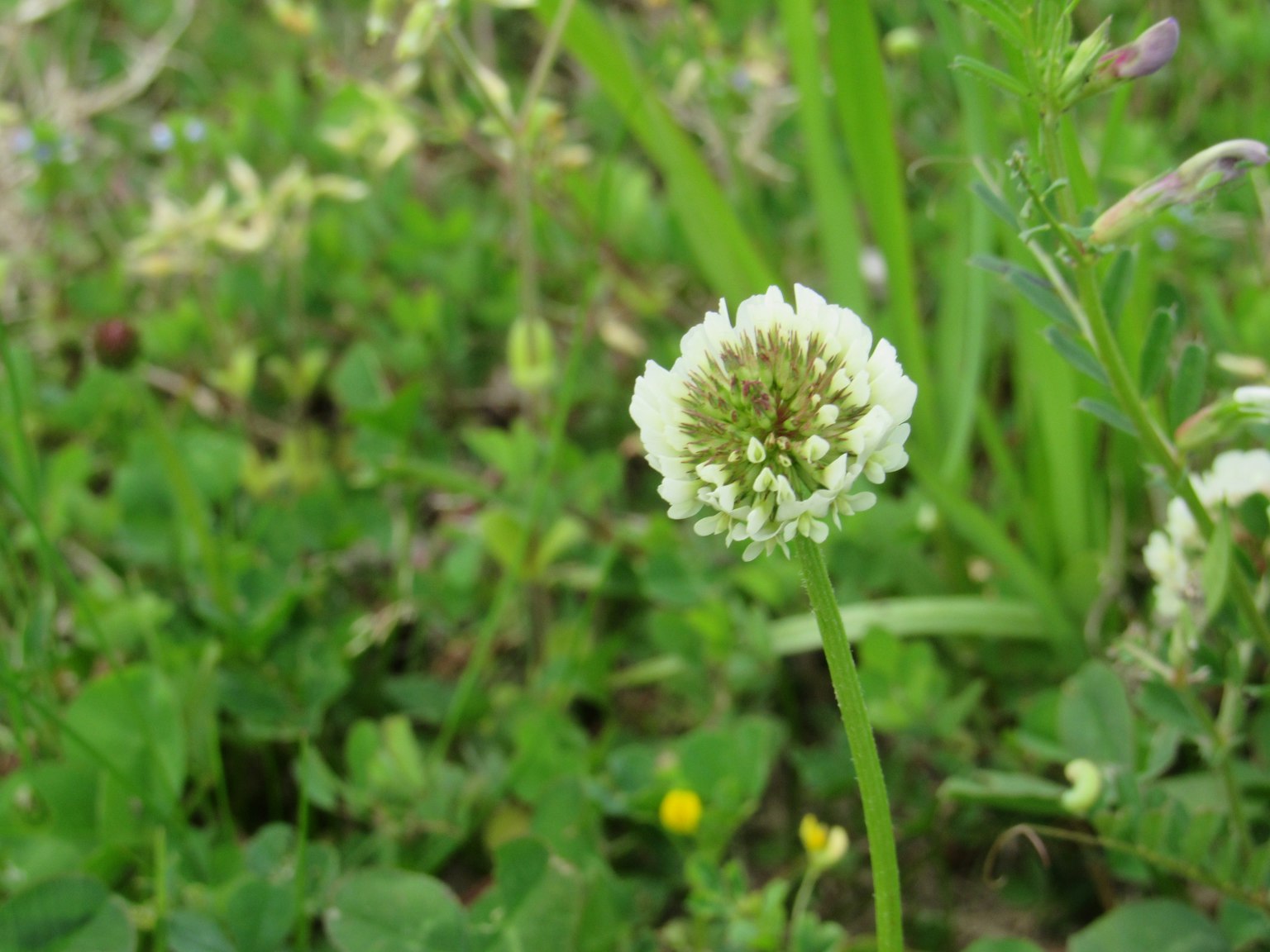 White clover flower blooming among green grass