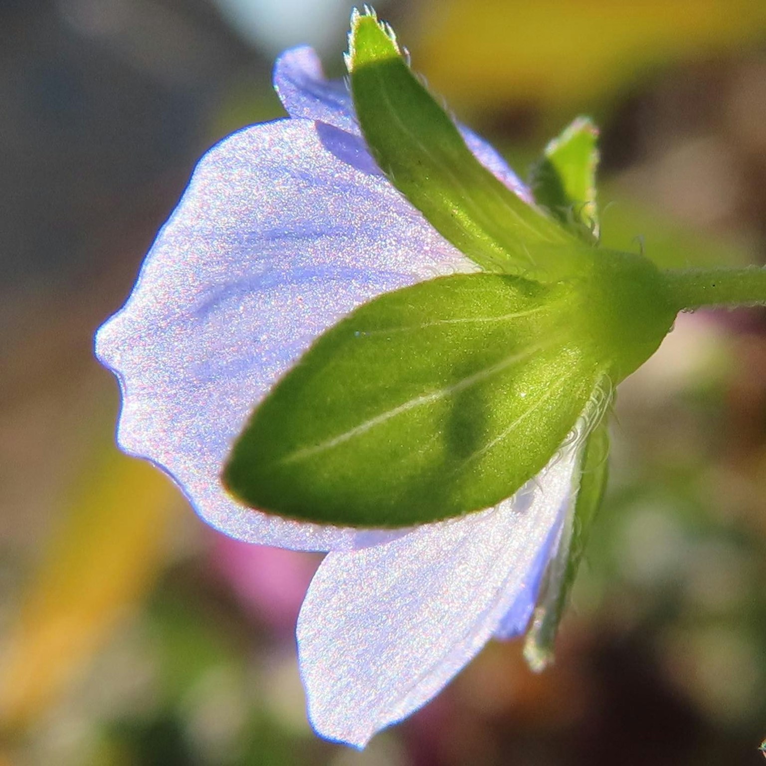 Acercamiento de un pétalo de flor púrpura claro con hojas verdes