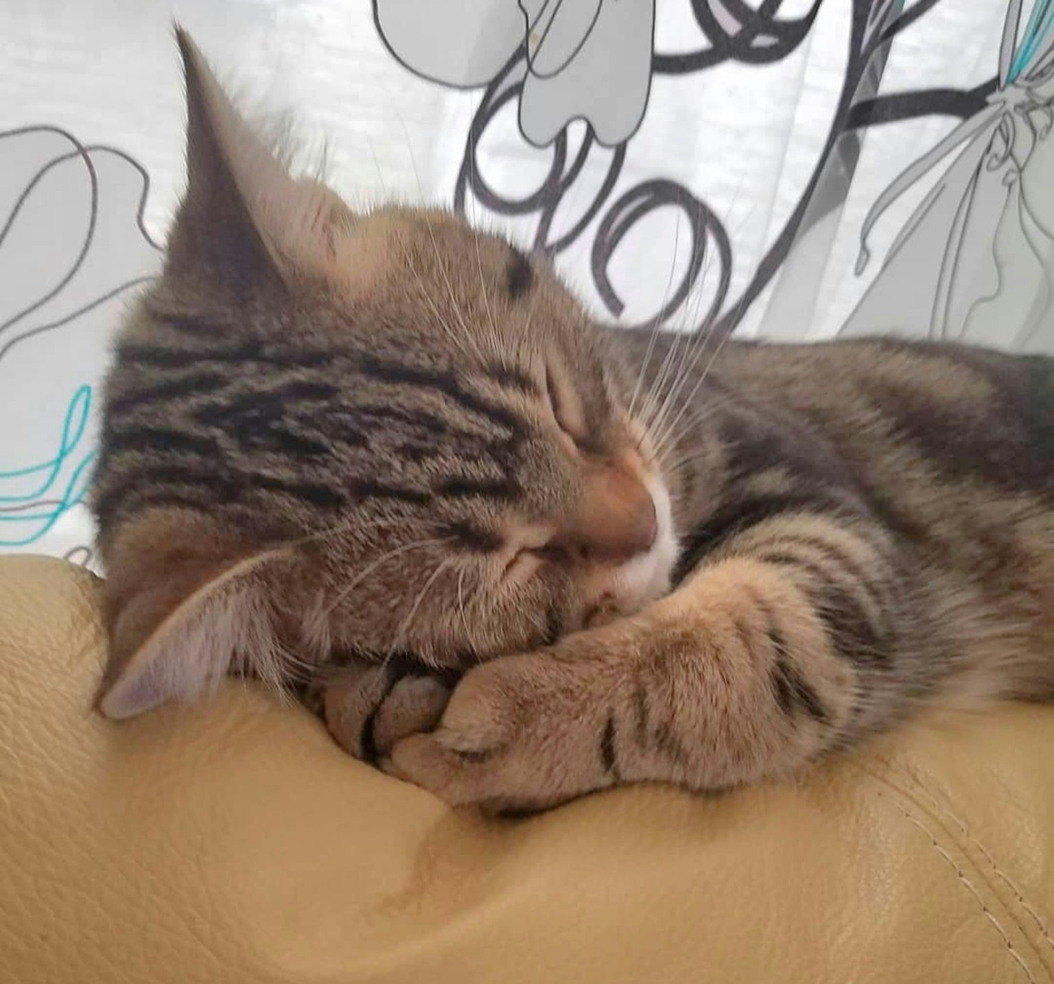 一只卷曲在沙发上睡觉的棕色条纹小猫