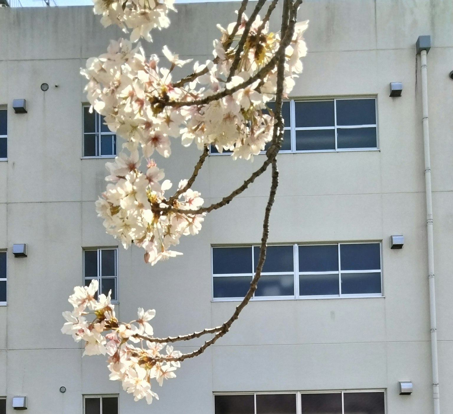 Branche de fleurs de cerisier blanches avec un bâtiment en arrière-plan