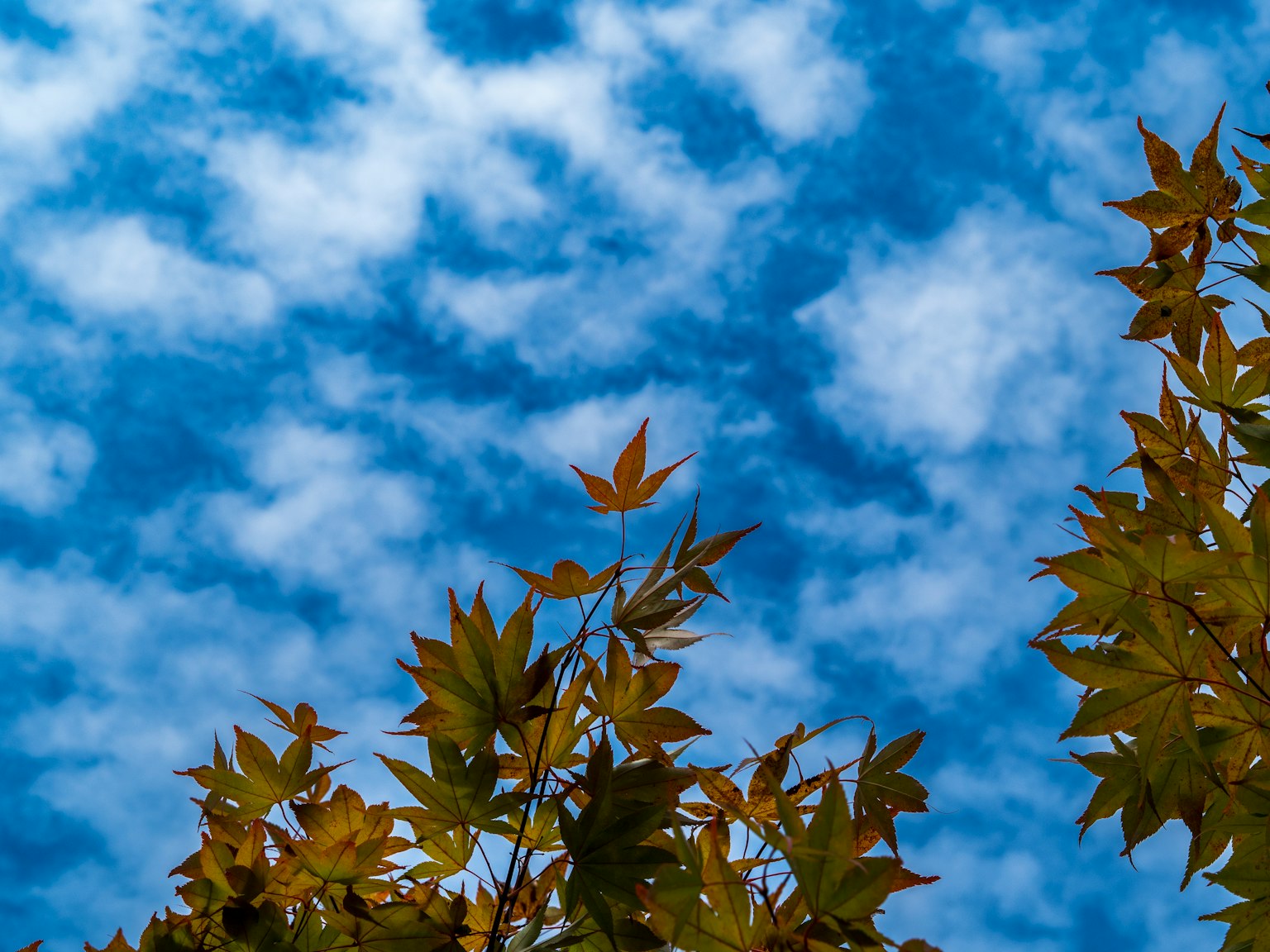 Autumn leaves against a backdrop of blue sky and clouds