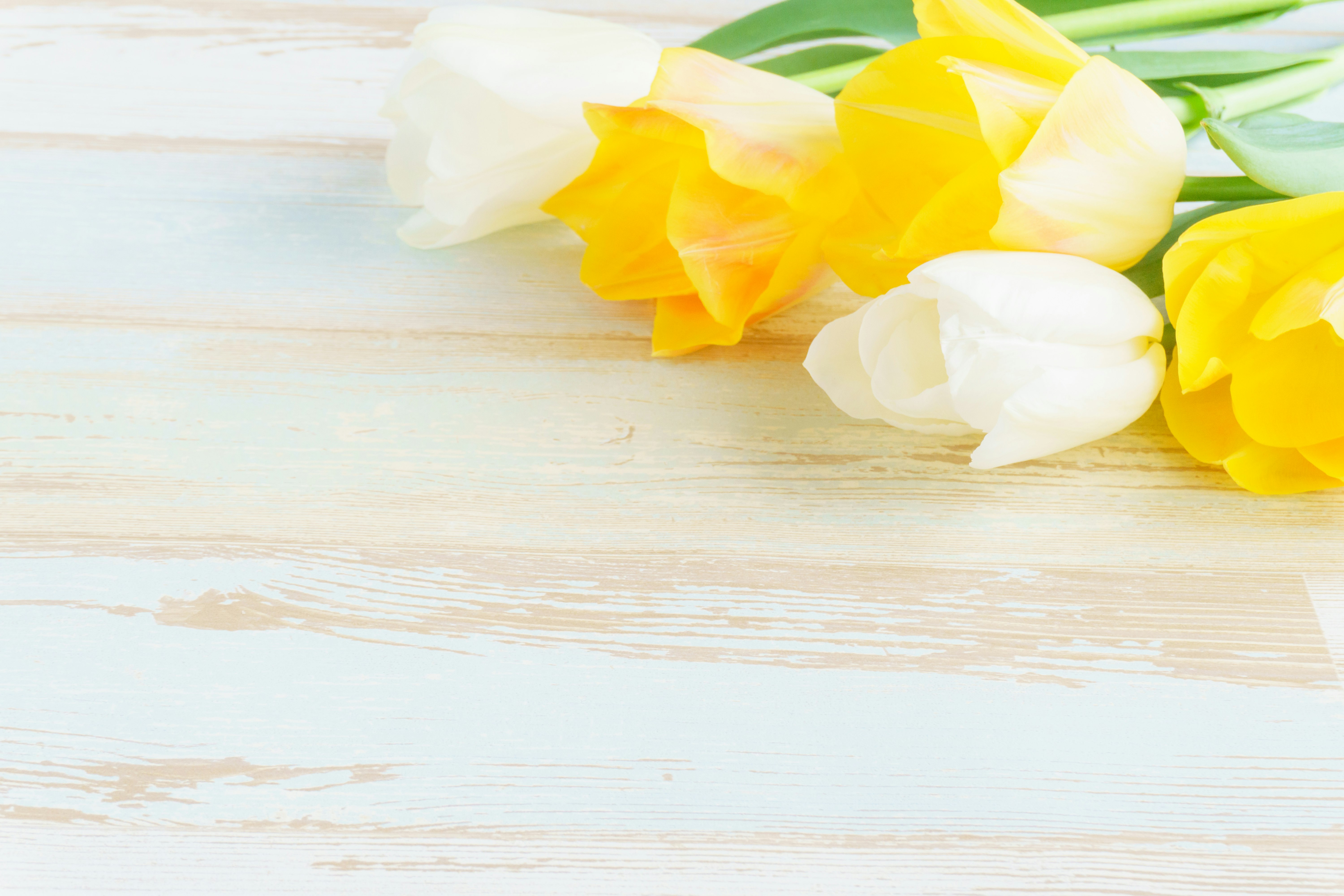 White and yellow tulips arranged on a wooden table