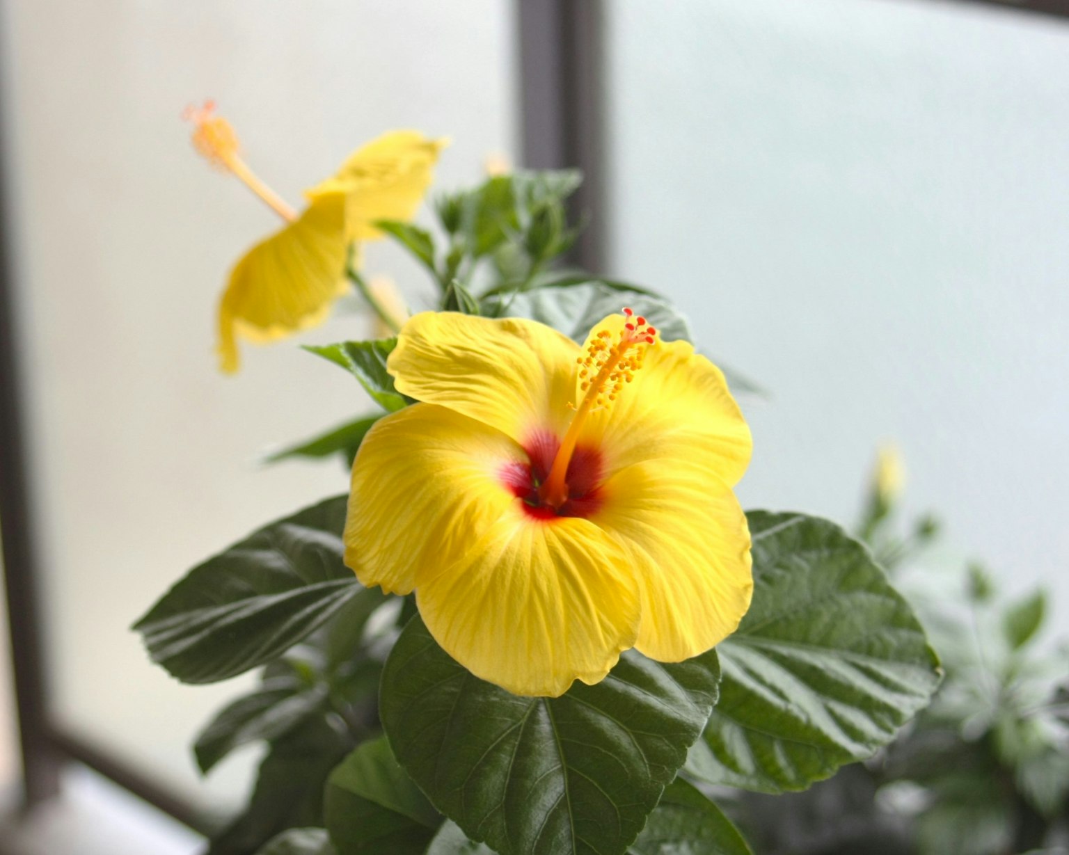 Bunga hibiscus kuning cerah mekar di antara daun hijau
