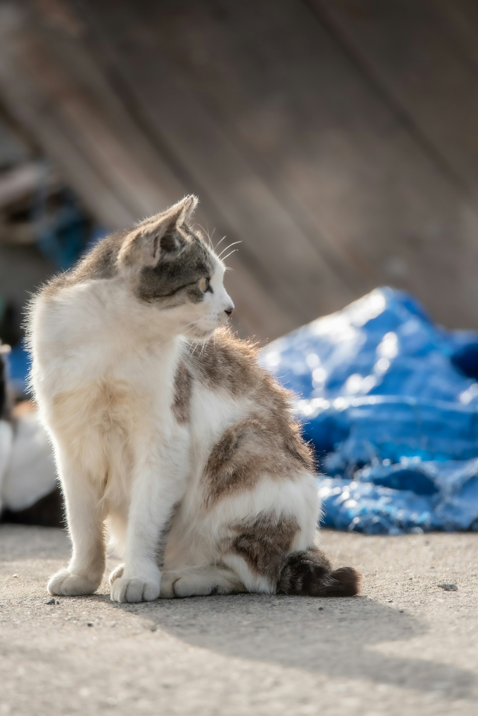 一只猫坐在蓝布旁边