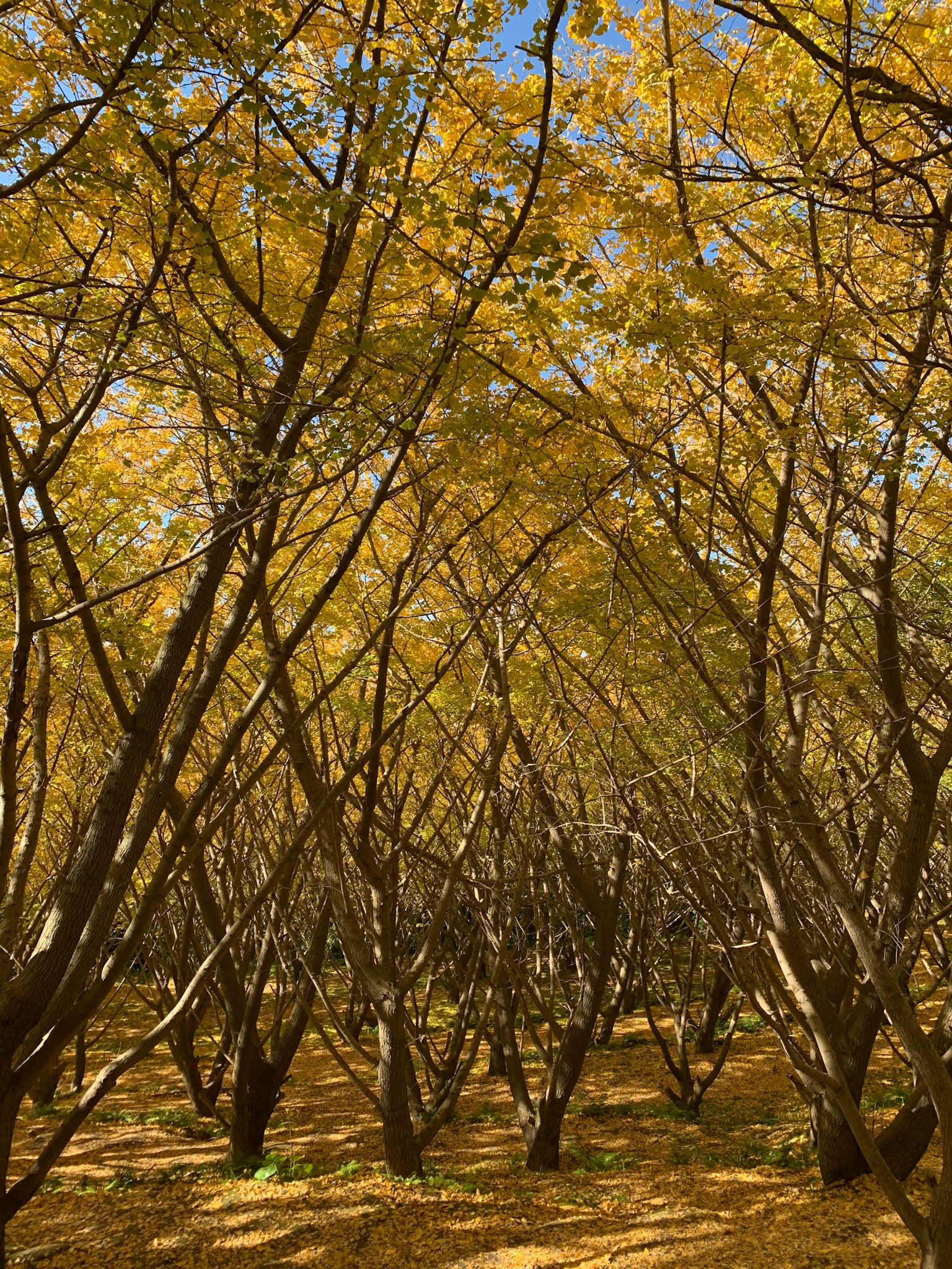 A forest scene with trees displaying yellow leaves